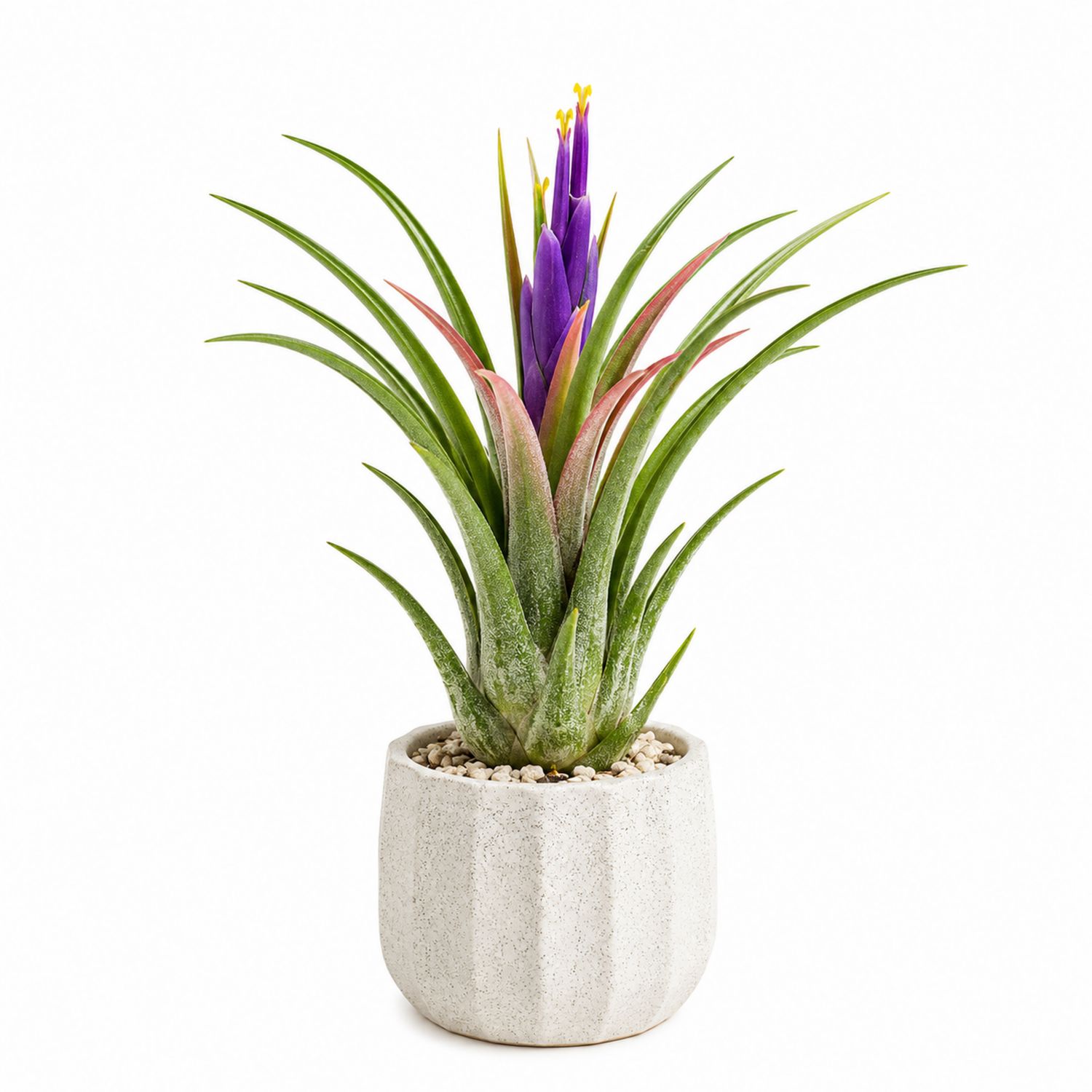 Tillandsia Luftpflanze im Steintopf grün und violett 10cm x 25cm-Aurenlix