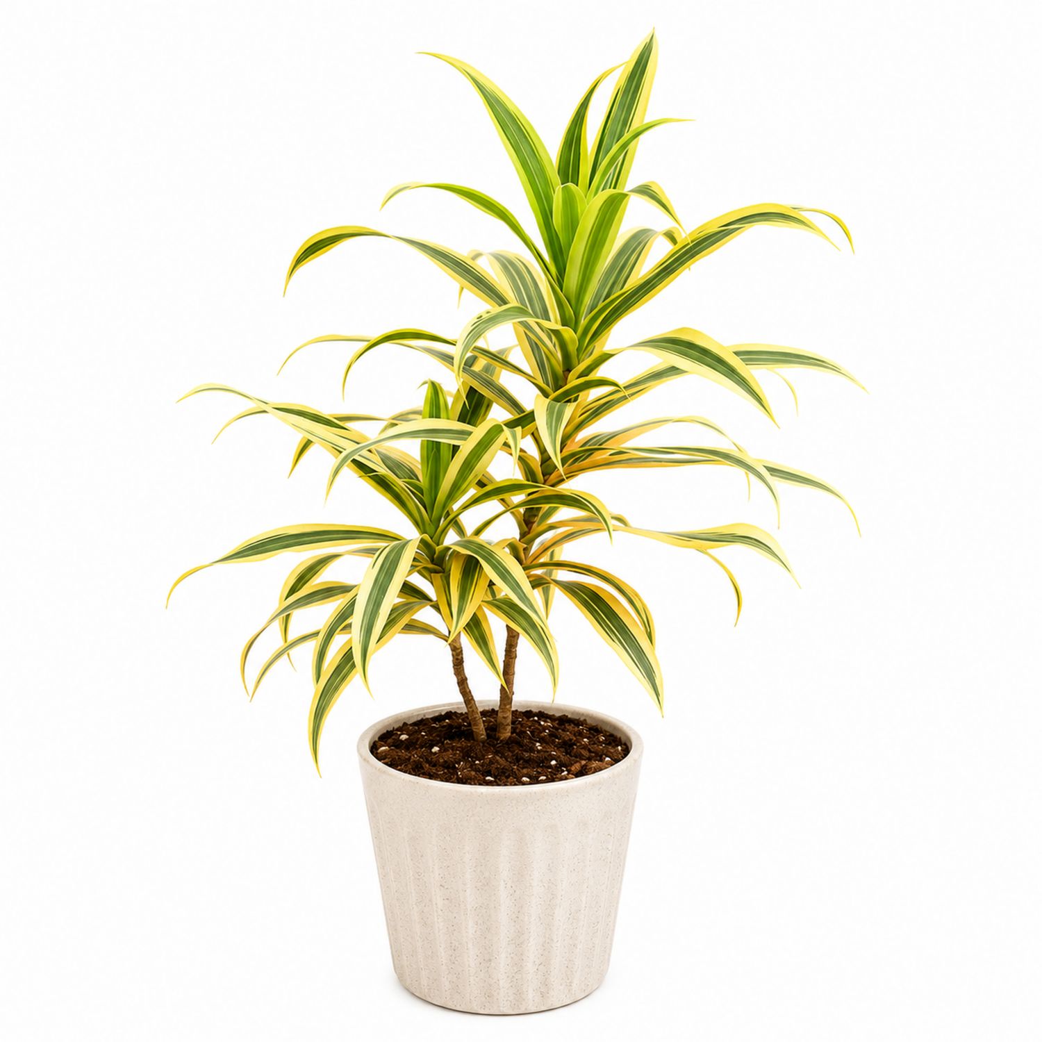 Dracaena fragrans Zimmerpflanze Grün/Gelb 90cm-Aurenlix