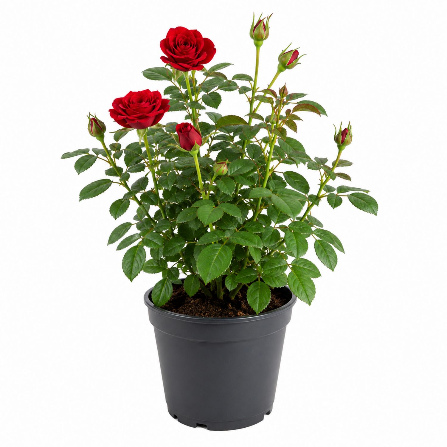 Rote Topfrose in Kunststofftopf - 15x40 cm-Aurenlix