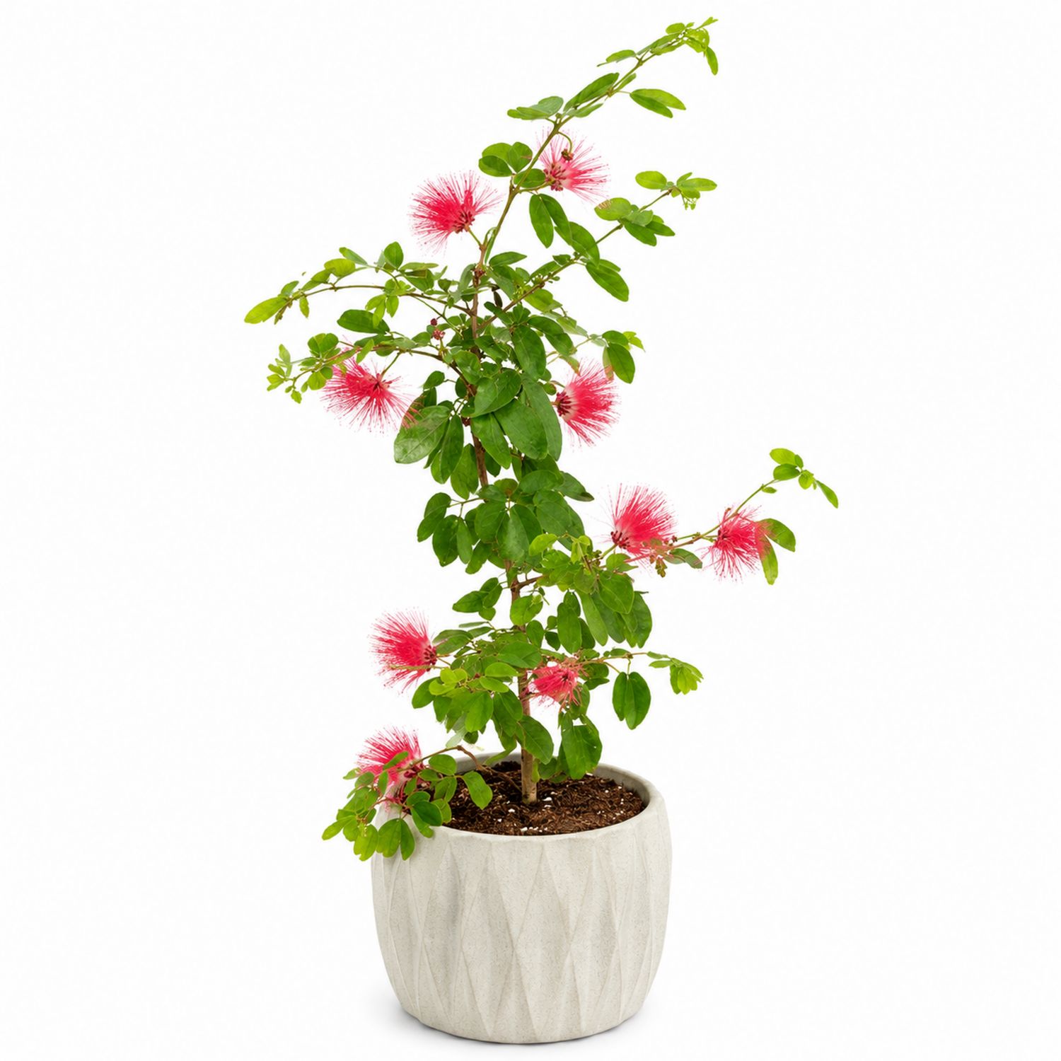 Zimmerpflanze Calliandra mit Rosa Blüten und Grünem Laub im Topf-Aurenlix