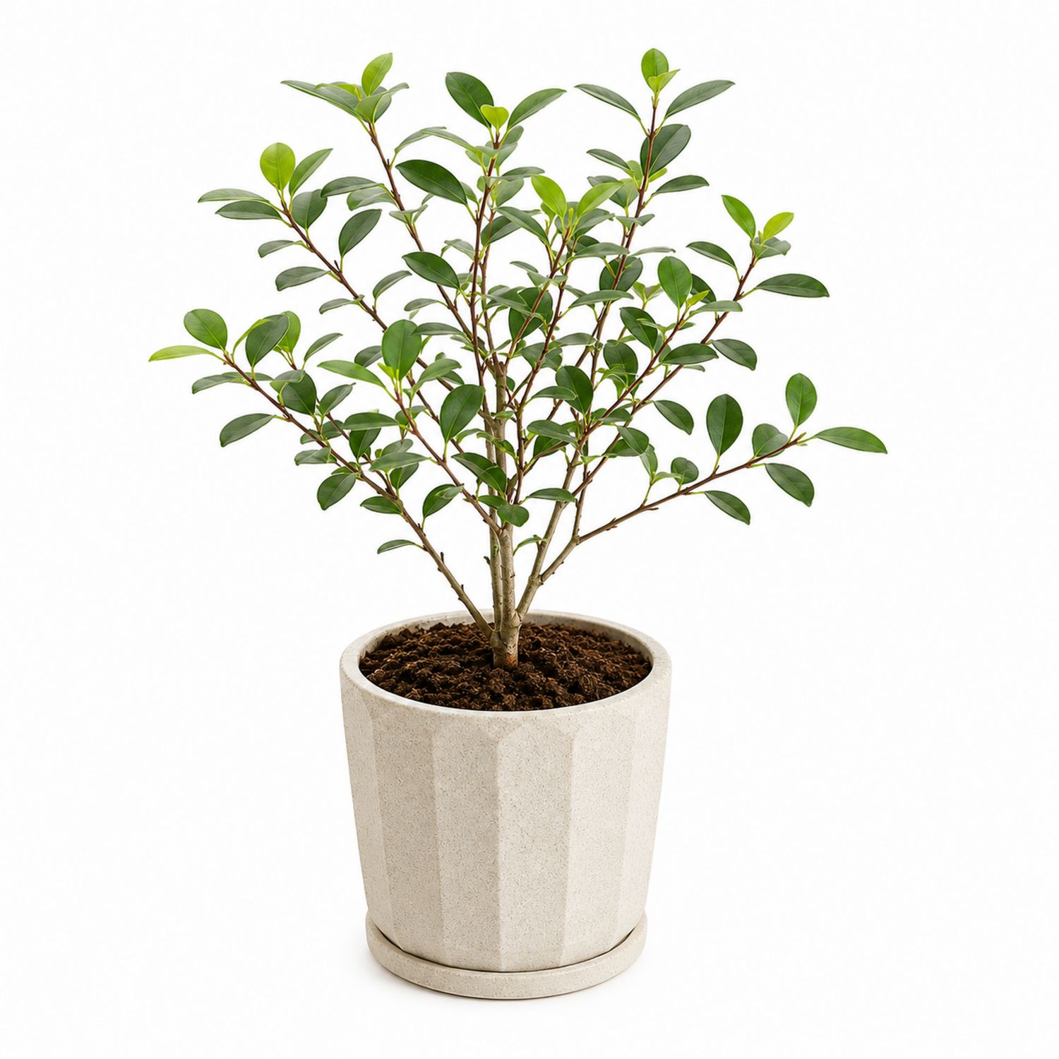 Zimmerpflanze Ficus Benjamina mit weißem Keramiktopf 25x40 cm-Aurenlix