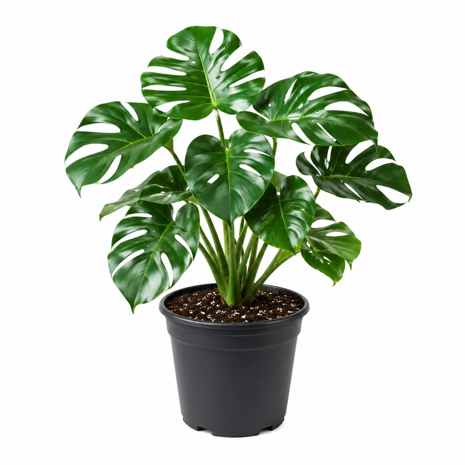 Zimmerpflanze Monstera Deliciosa im Kunststofftopf 60 cm Grün-Aurenlix