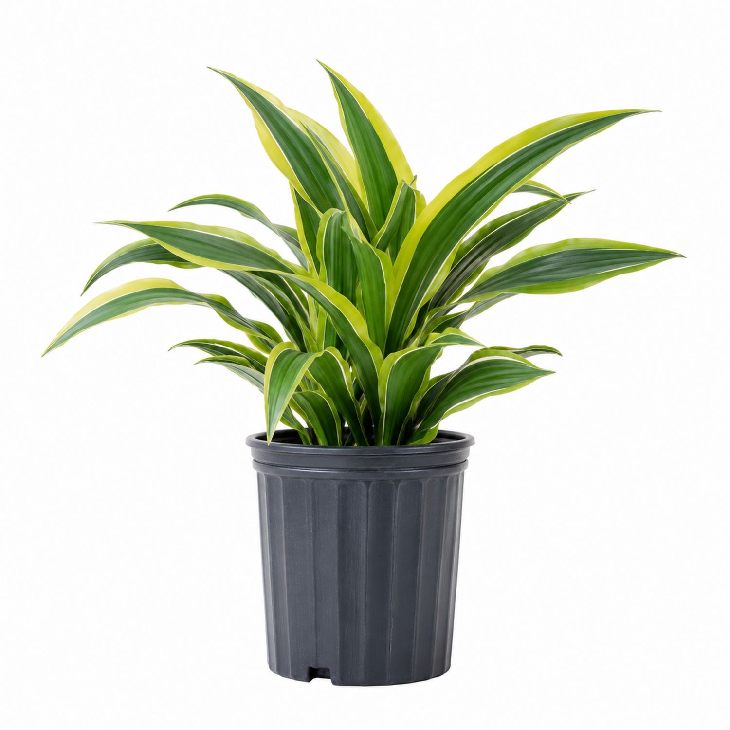 Dracaena mit Topf, Grün/Gelb-Aurenlix