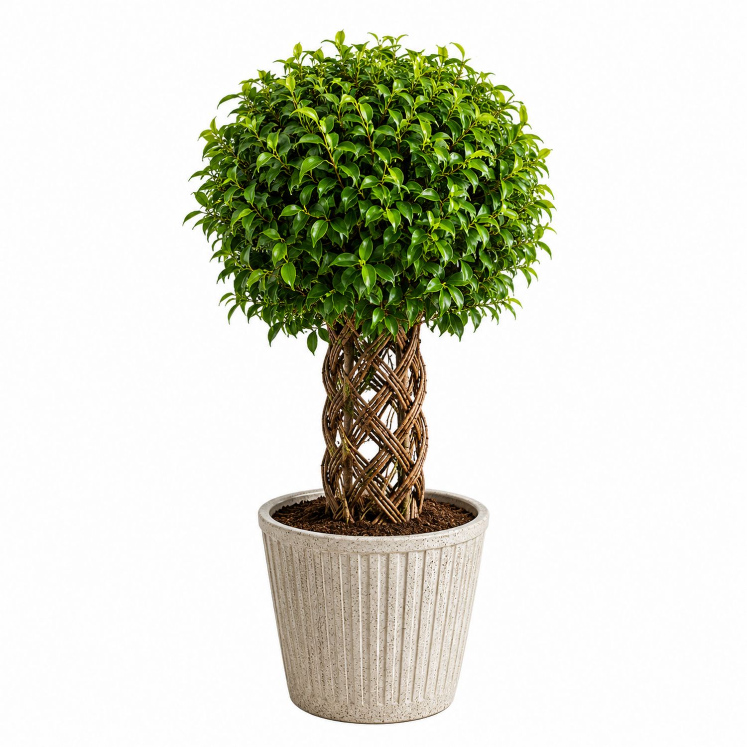 Ficus Bonsai mit geflochtenem Stamm im Keramiktopf-Aurenlix