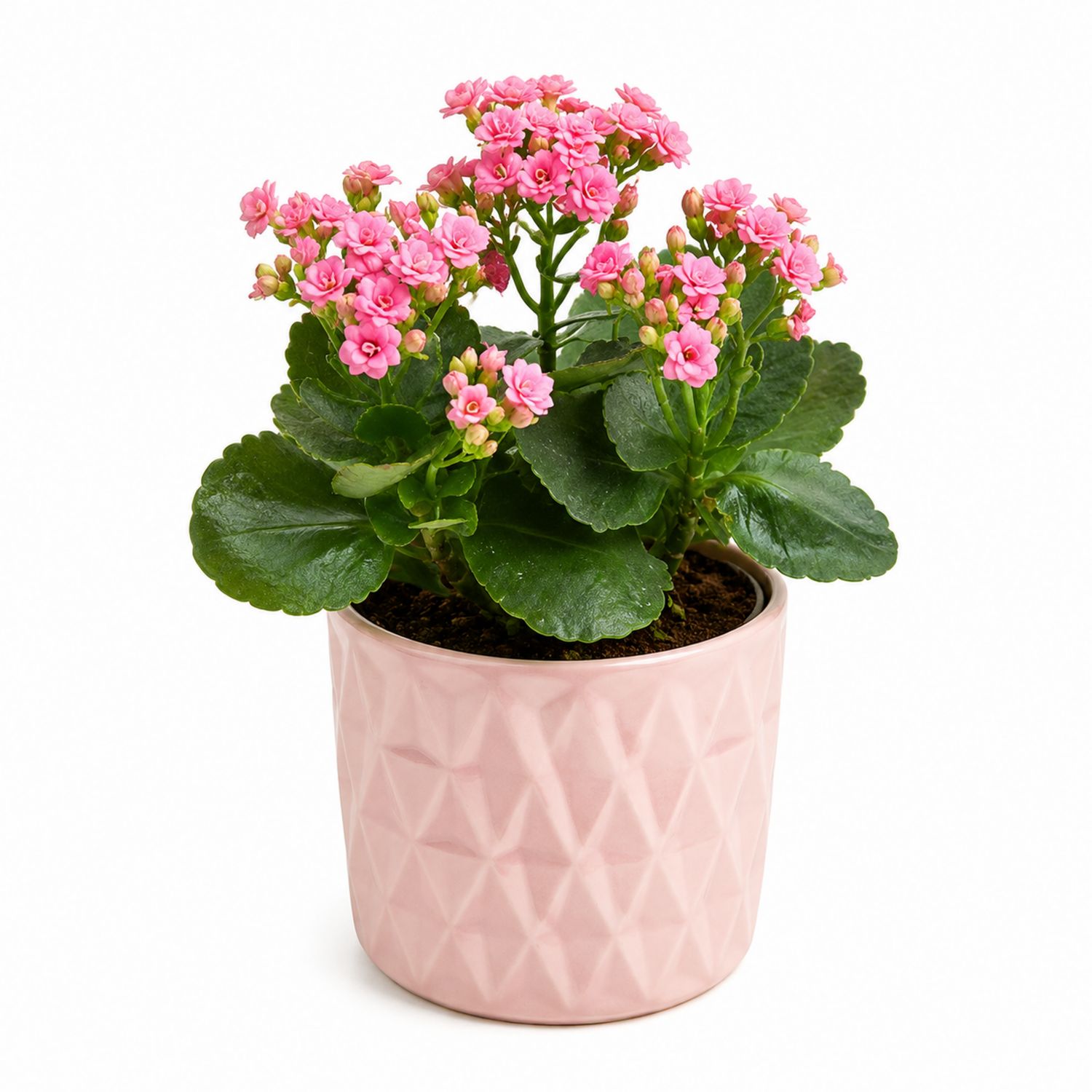 Kalanchoe mit rosa Blüten im Keramiktopf, Zimmerpflanze-Aurenlix