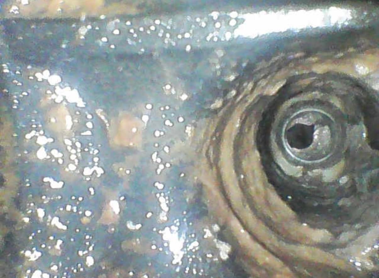 Impressed! See my pics for the quality to expect