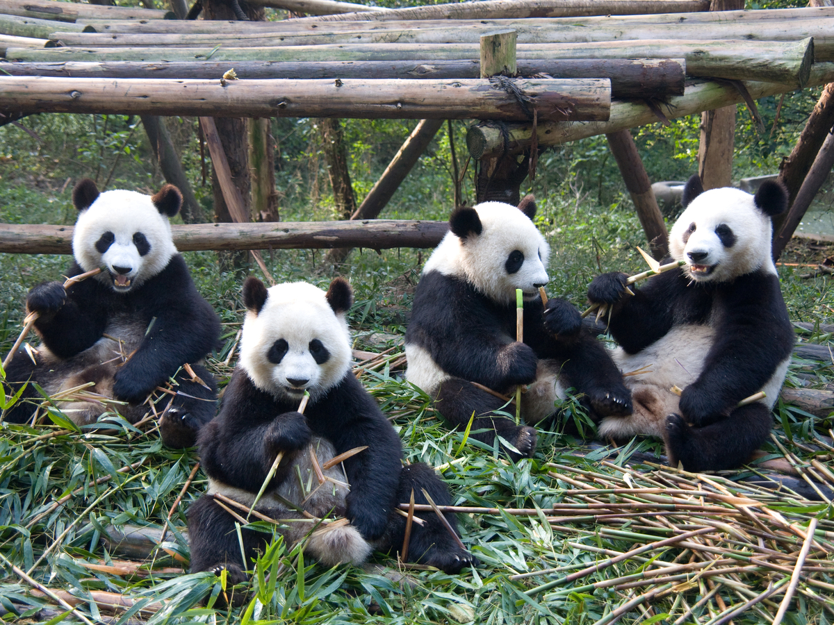 13-Day Beijing-Xi'an-Chengdu-Chongqing Tour