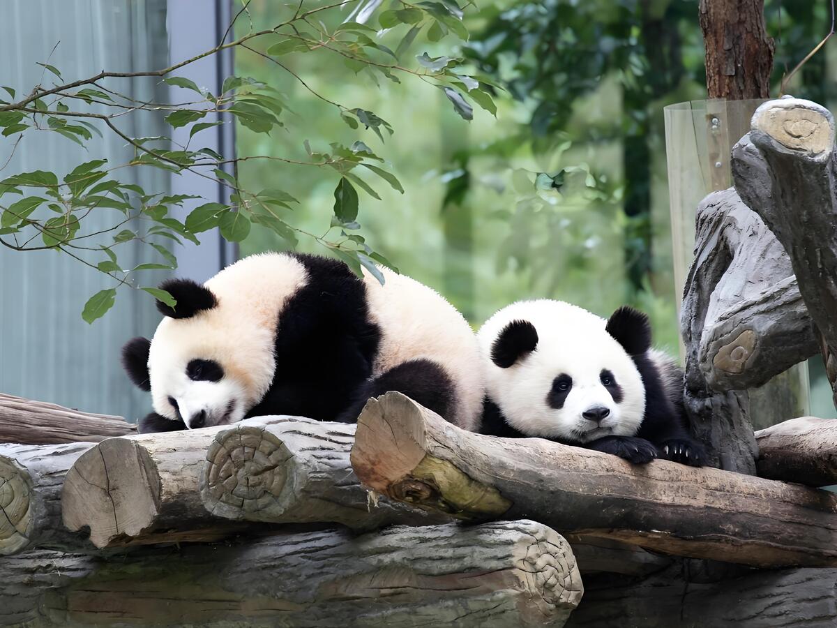 8-Day Chengdu-Tibet Tour