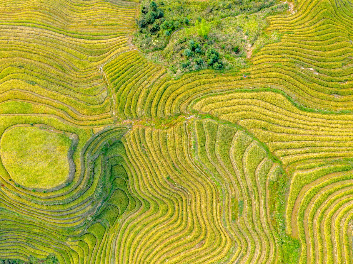 15-Day Beijing-Xi'an-Guilin/Yangshuo-Shanghai Tour