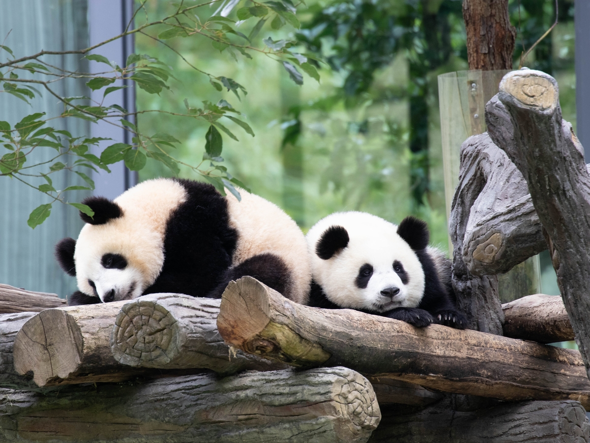 chengdu