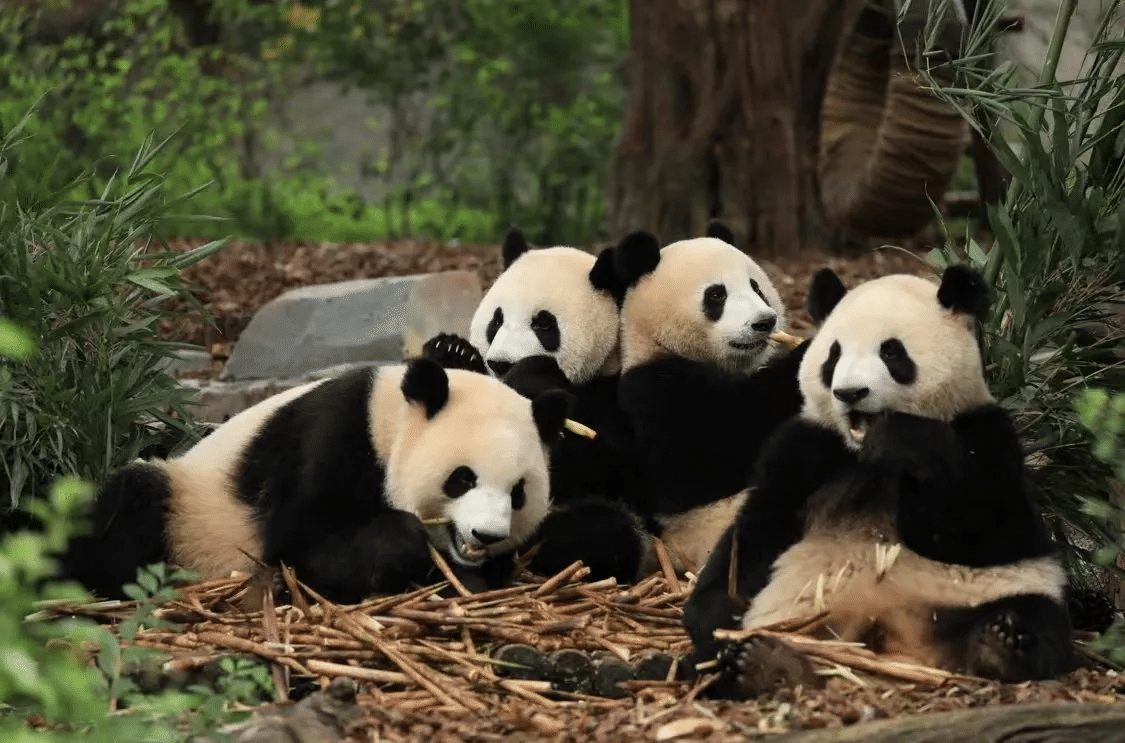 11-Day Shanghai-Suzhou-Three Gorges Cruise-Chengdu Tour