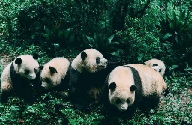 5-Day Chengdu City-Panda Base-Jiuzhaigou-Huanglong Tour