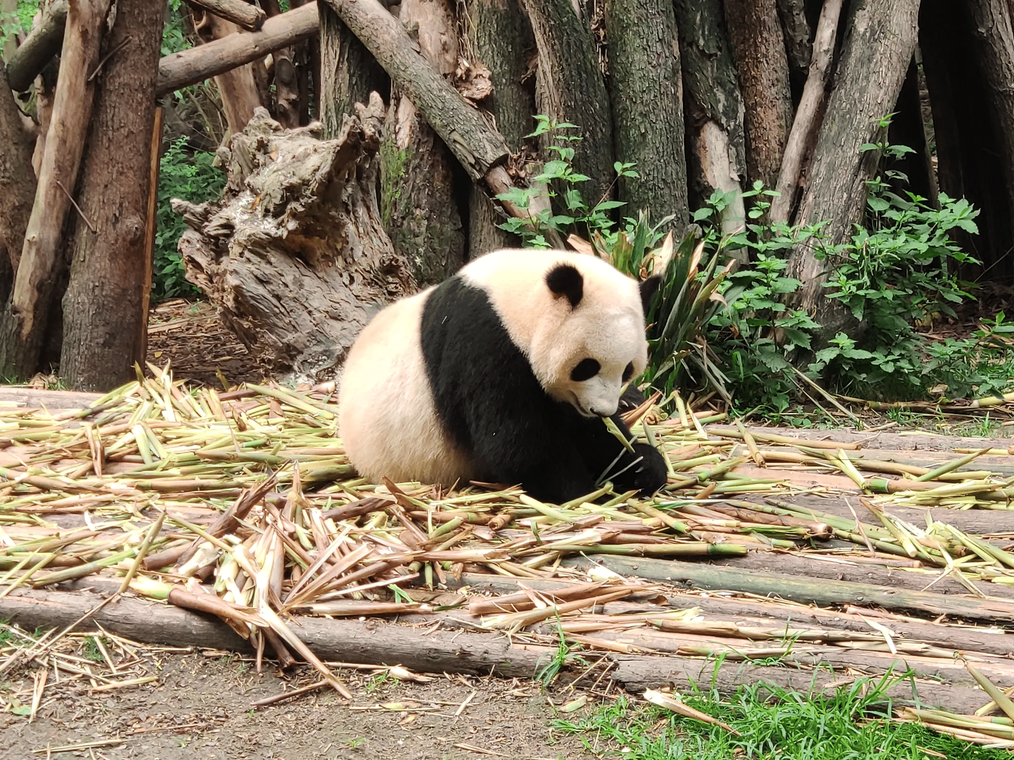 5-Day Chengdu City-Panda Base-Jiuzhaigou-Huanglong Tour