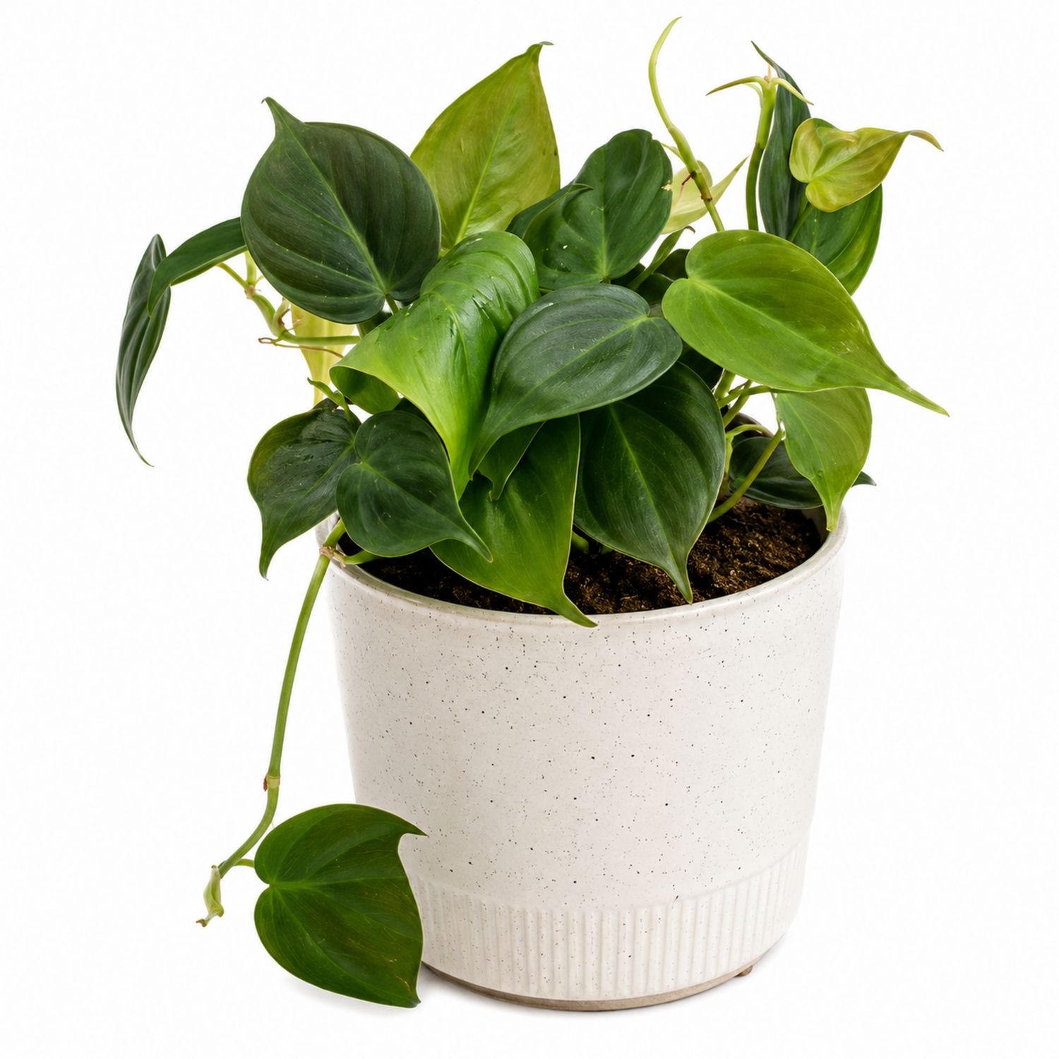 Philodendron en pot céramique blanc