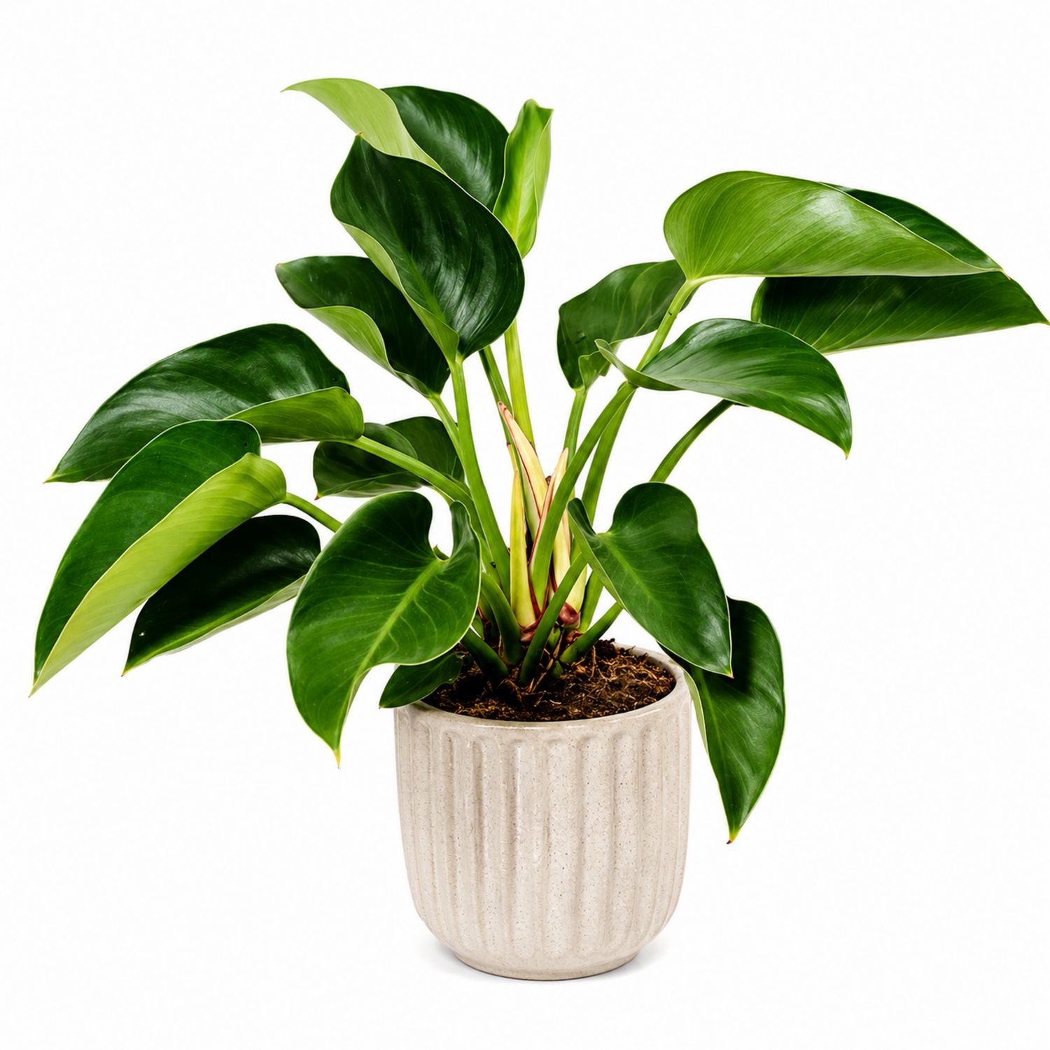Philodendron avec pot en céramique beige