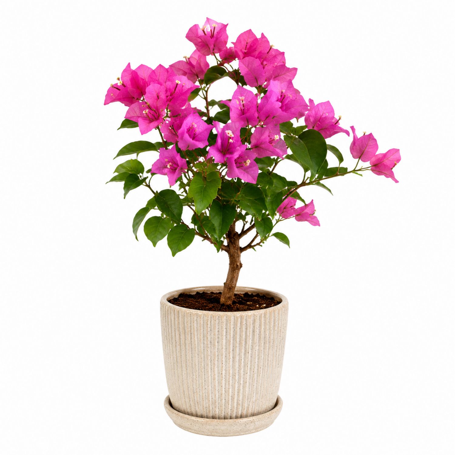 Plante en Pot Bougainvillier Rose Fuchsia