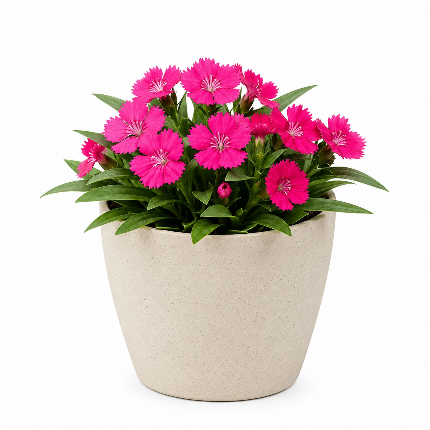 Pot de fleurs avec œillets roses