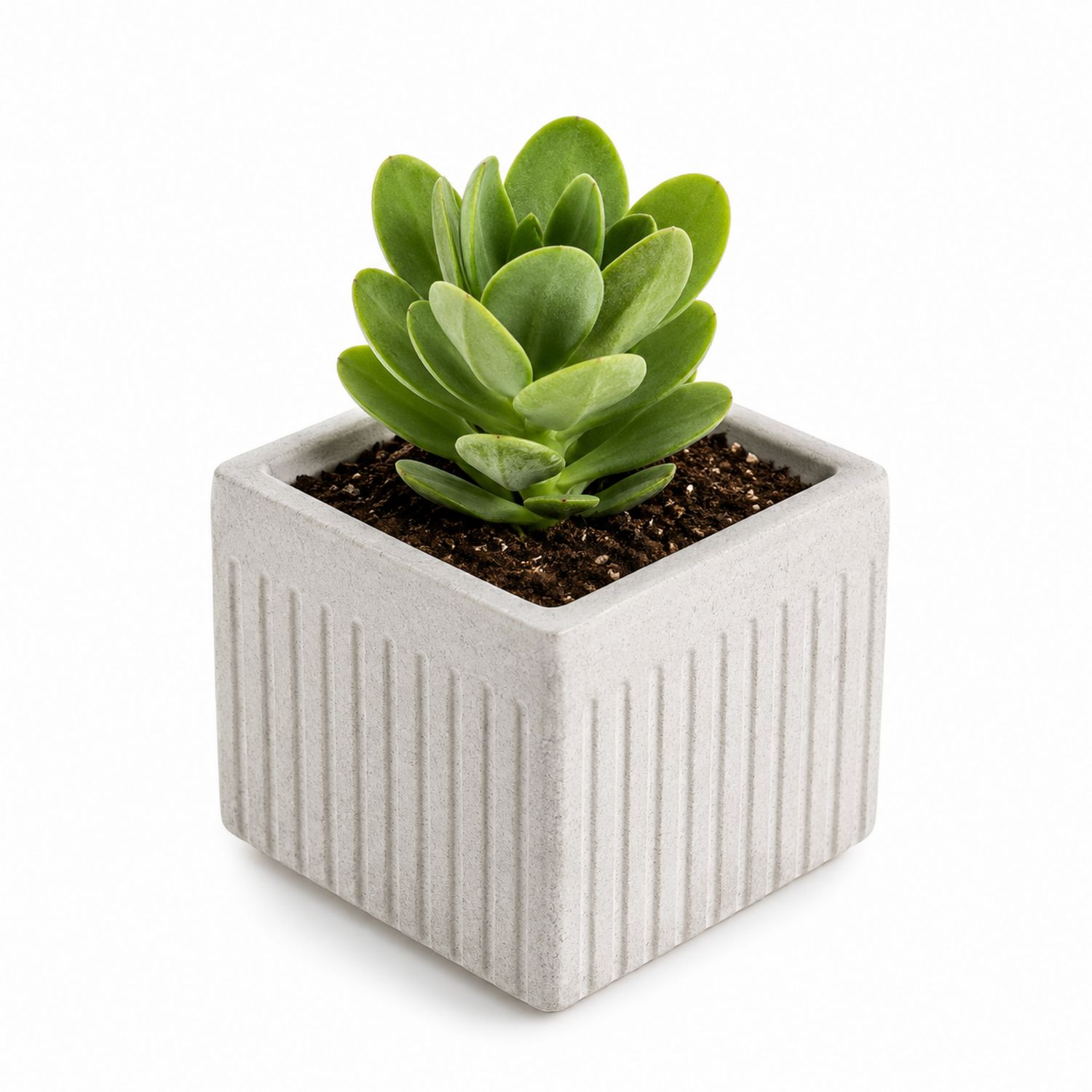 Plante grasse succulente en pot carré en béton gris