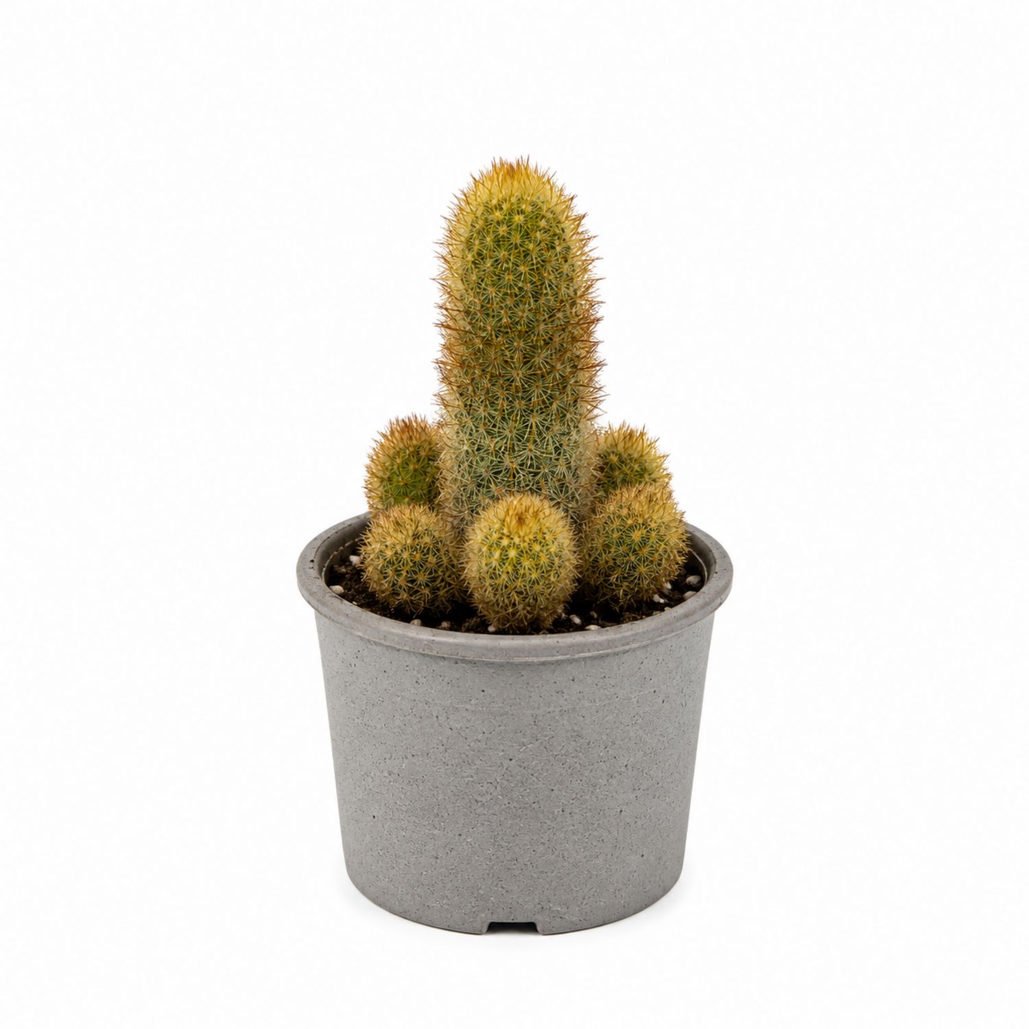 Cactus d'intérieur en pot gris avec épines dorées