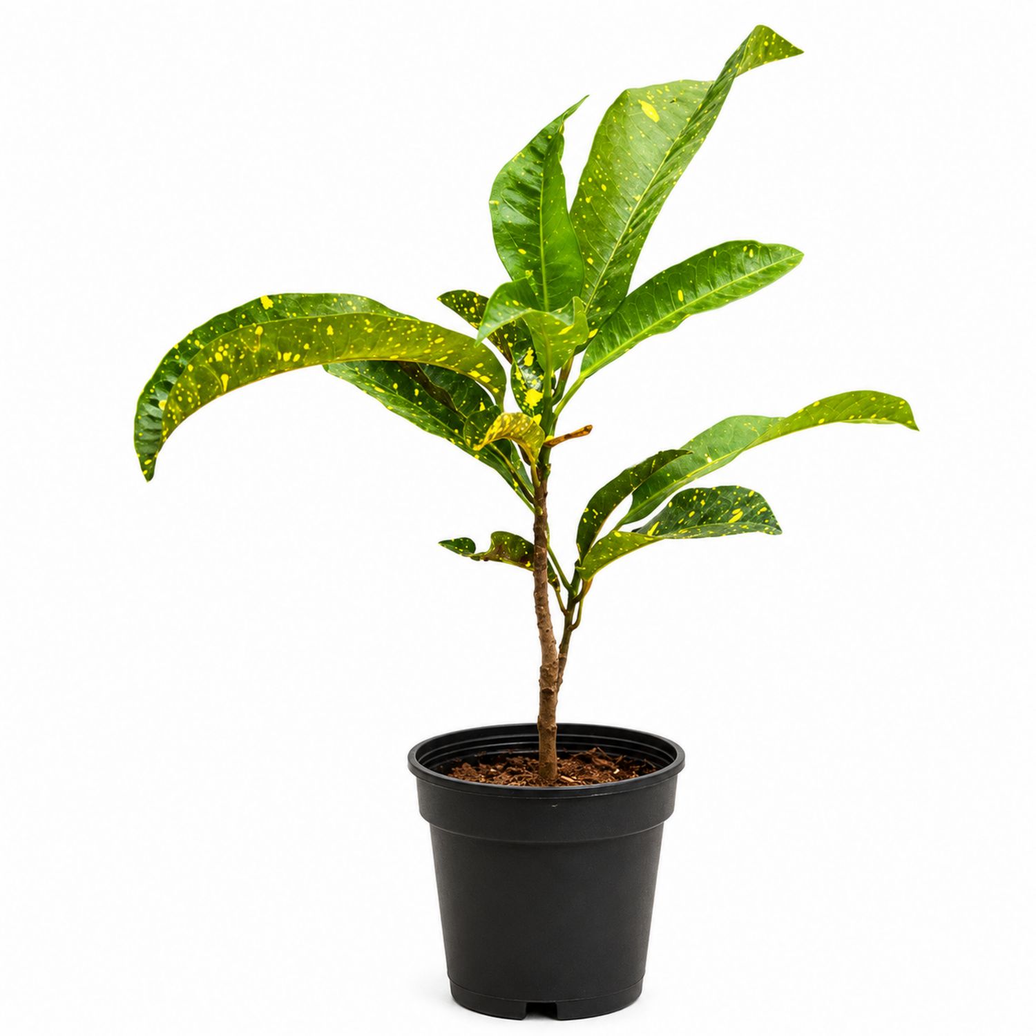 Croton d'intérieur en pot de 45 cm - Plante verte