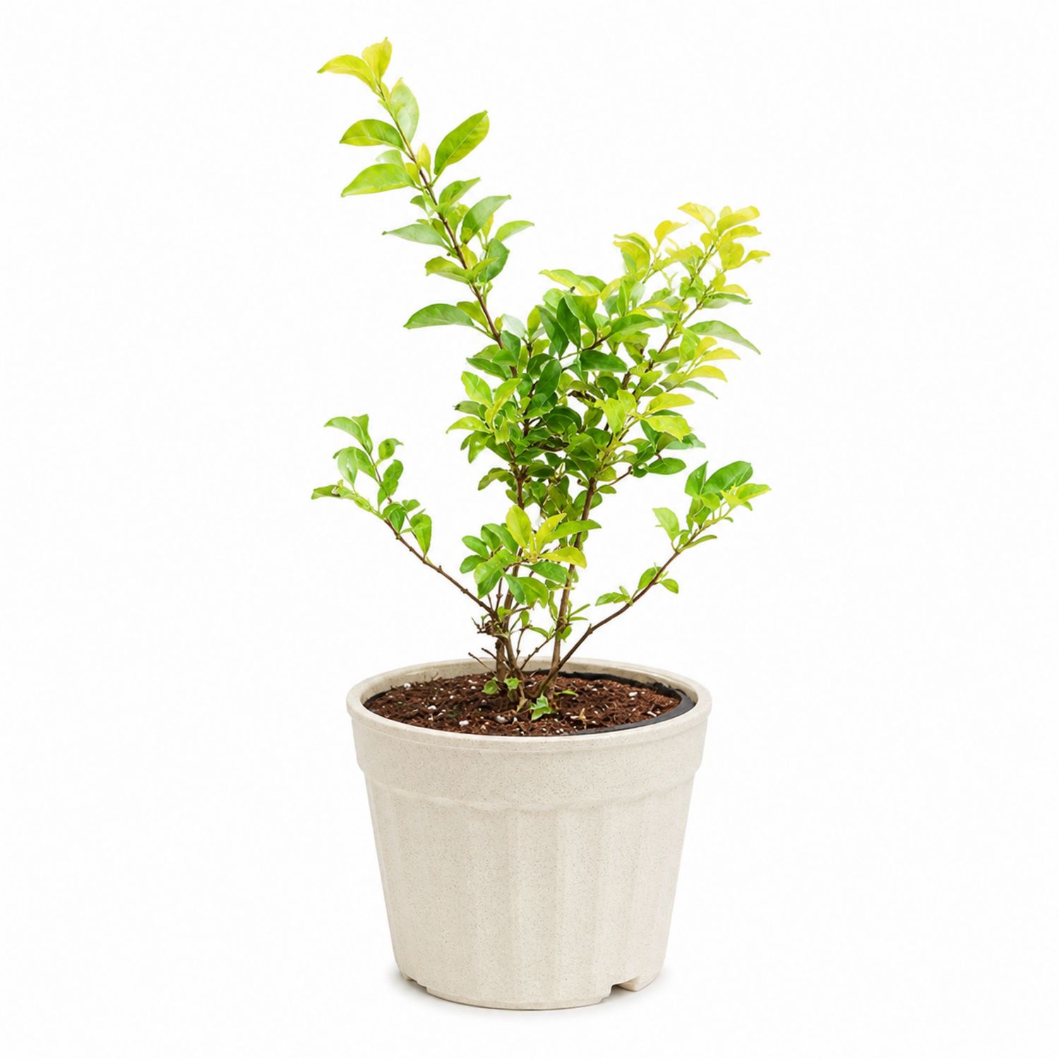Plante verte d'intérieur avec pot beige