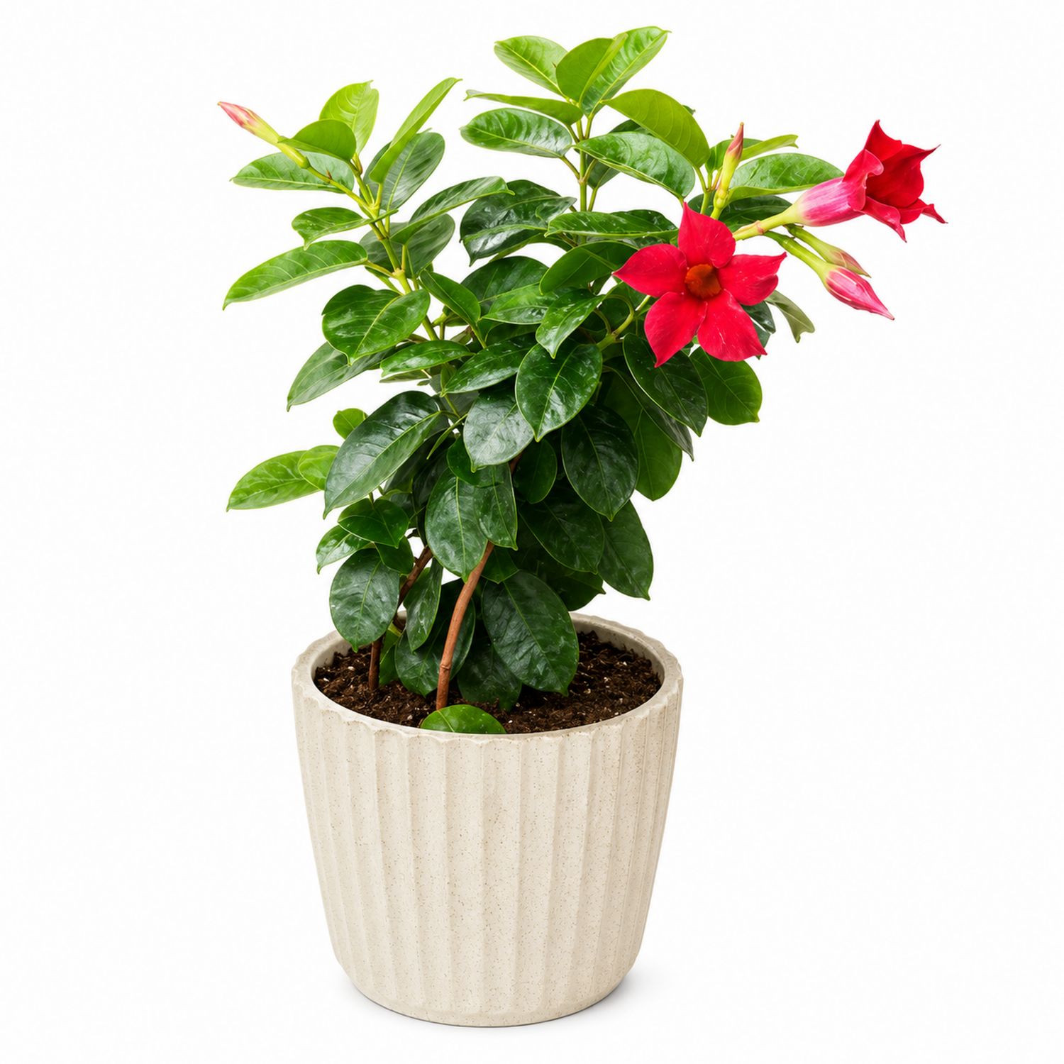 Dipladenia en Pot avec Fleurs Rouges et Feuillage Vert