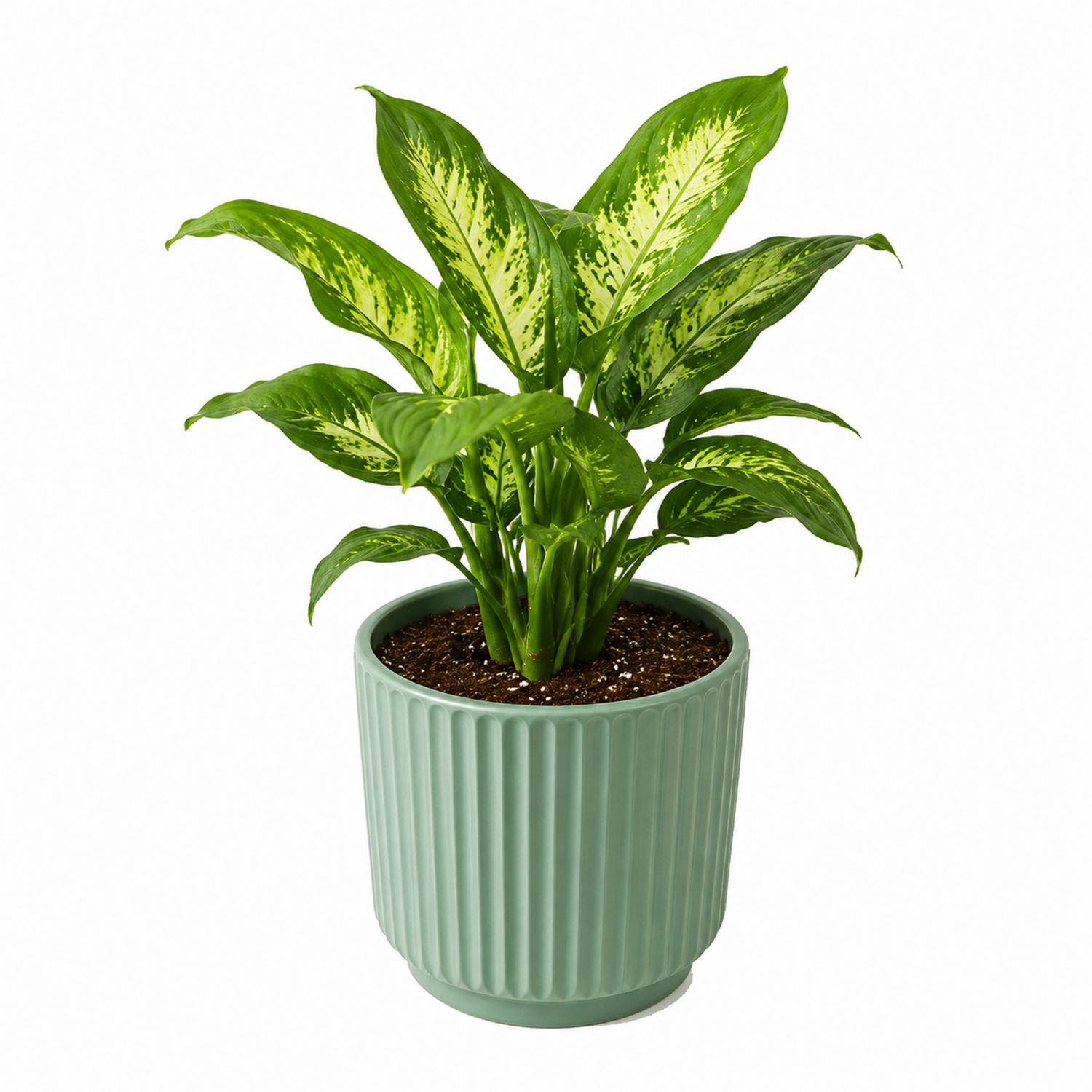 Dieffenbachia Verte avec Pot en Céramique Verte