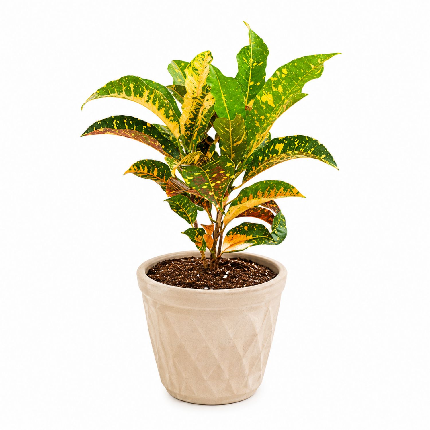 Croton Vert et Jaune avec Pot en Terre Cuite