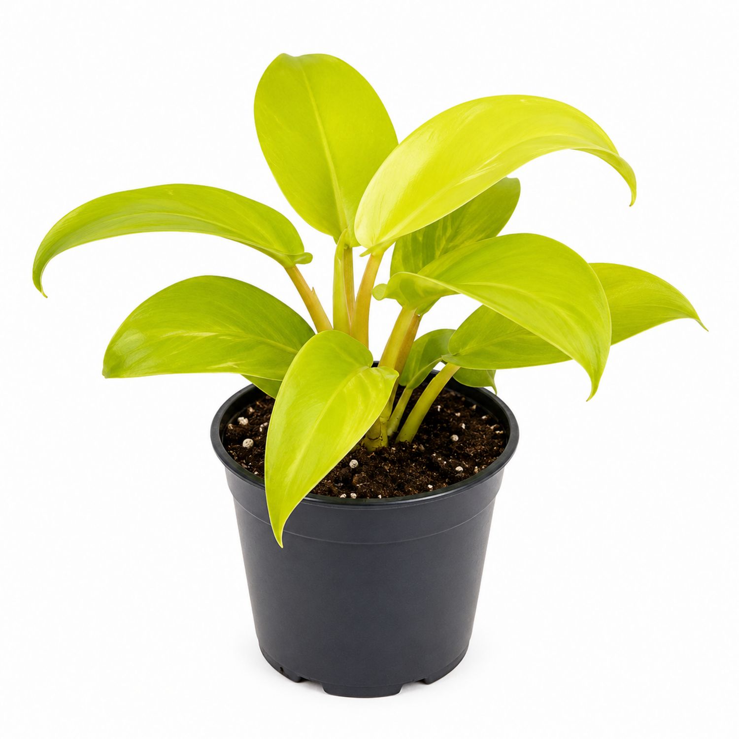 Philodendron lumineux en pot noir 20x30cm