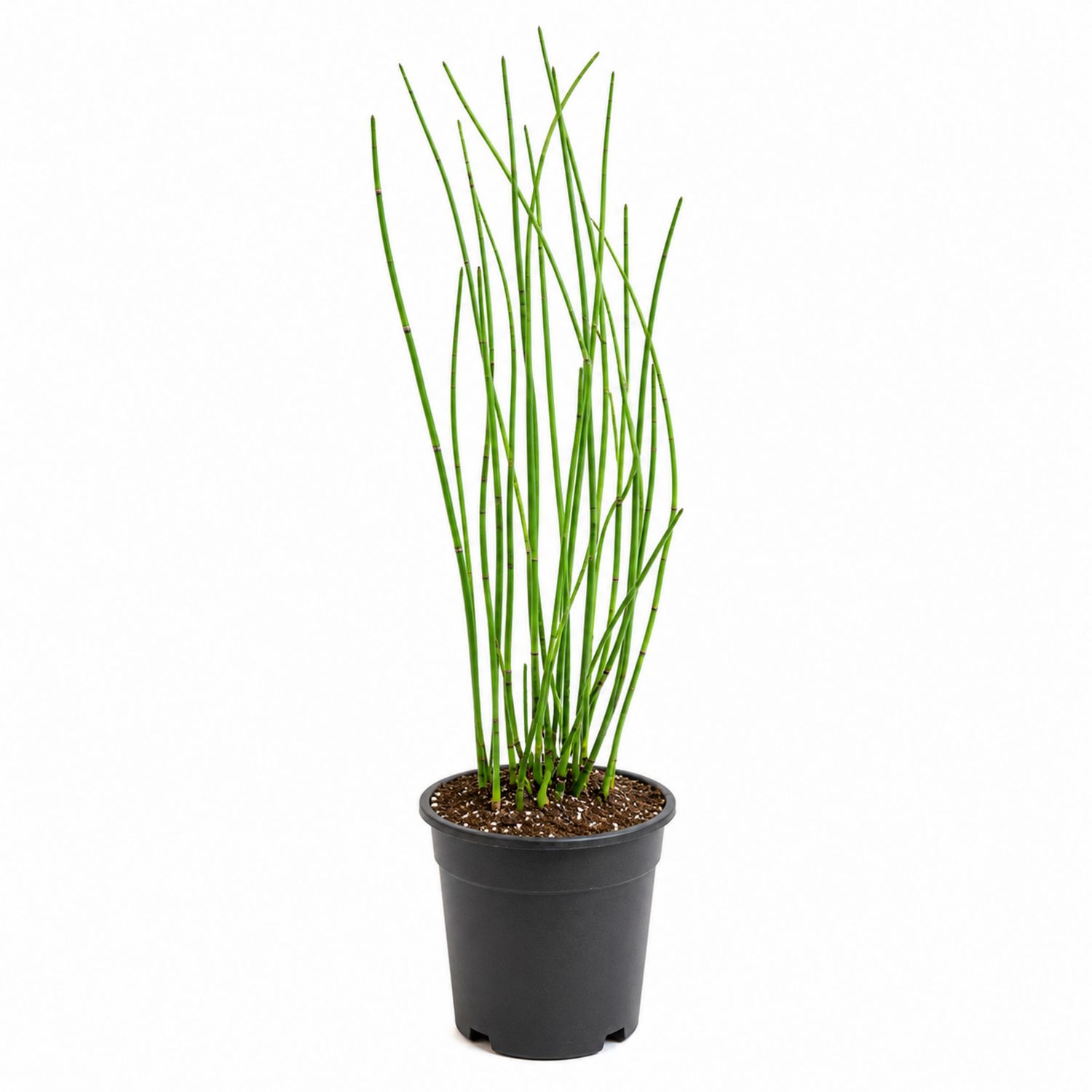 Plante Equisetum en pot noir, hauteur 90 cm