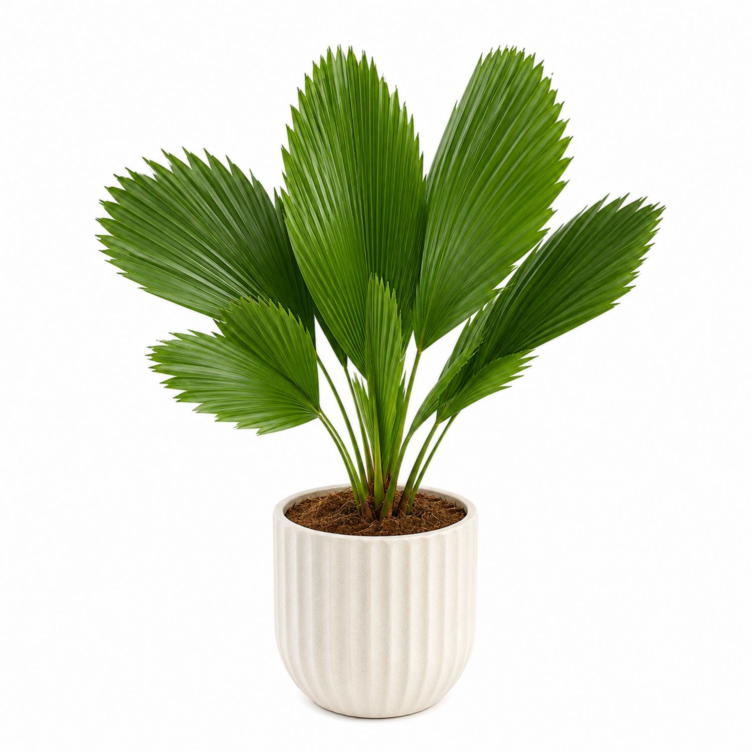 Plante Feuilles de Palmier avec Pot en Céramique Beige