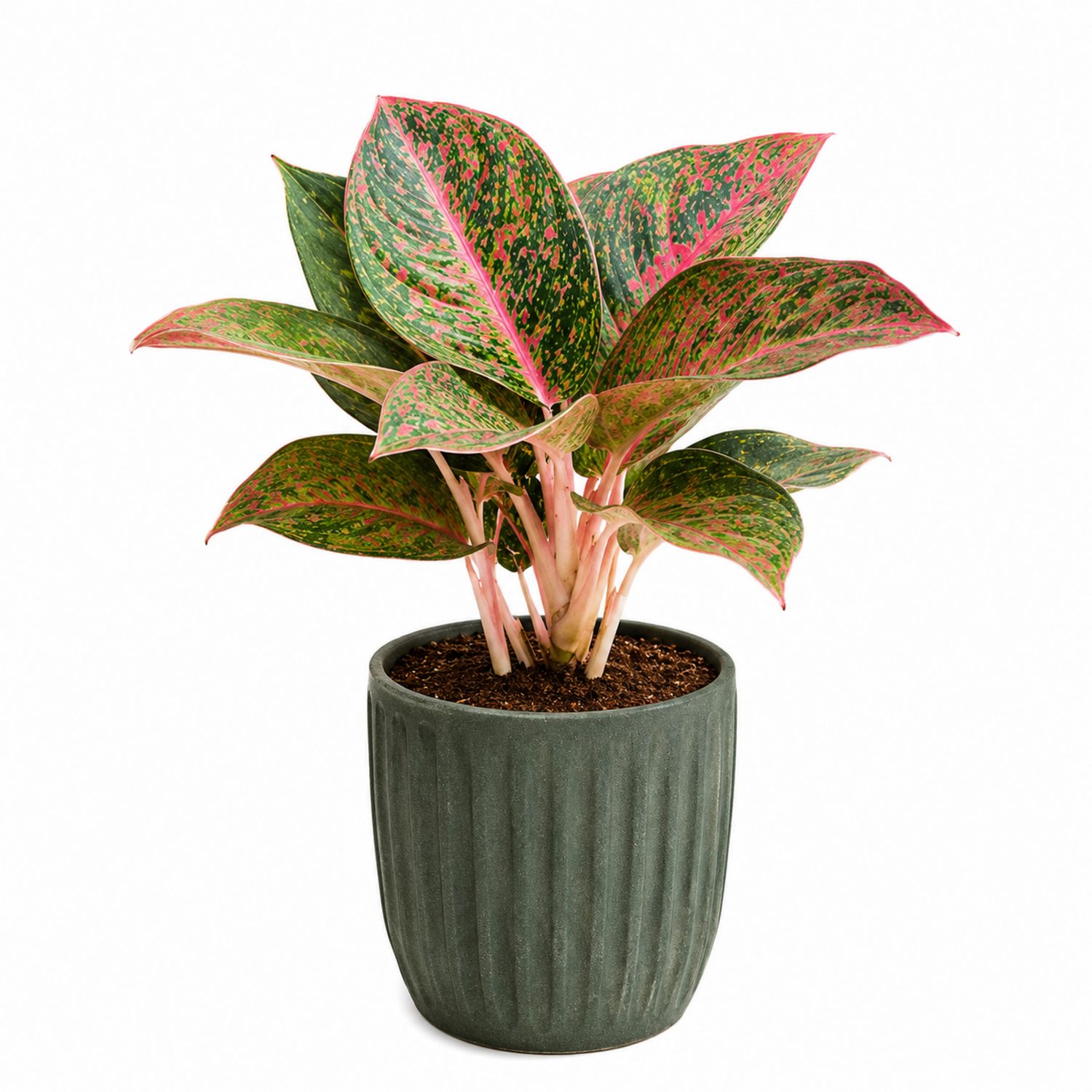 Aglaonema avec feuilles vertes et roses en pot moderne