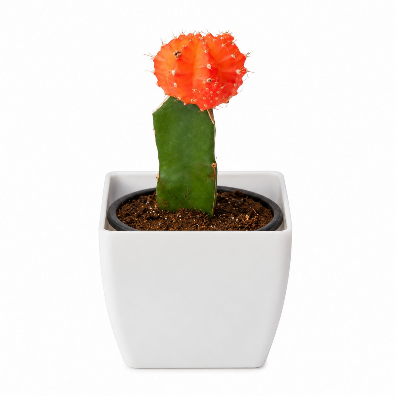 Cactus en Pot en Céramique avec Fleur Orange