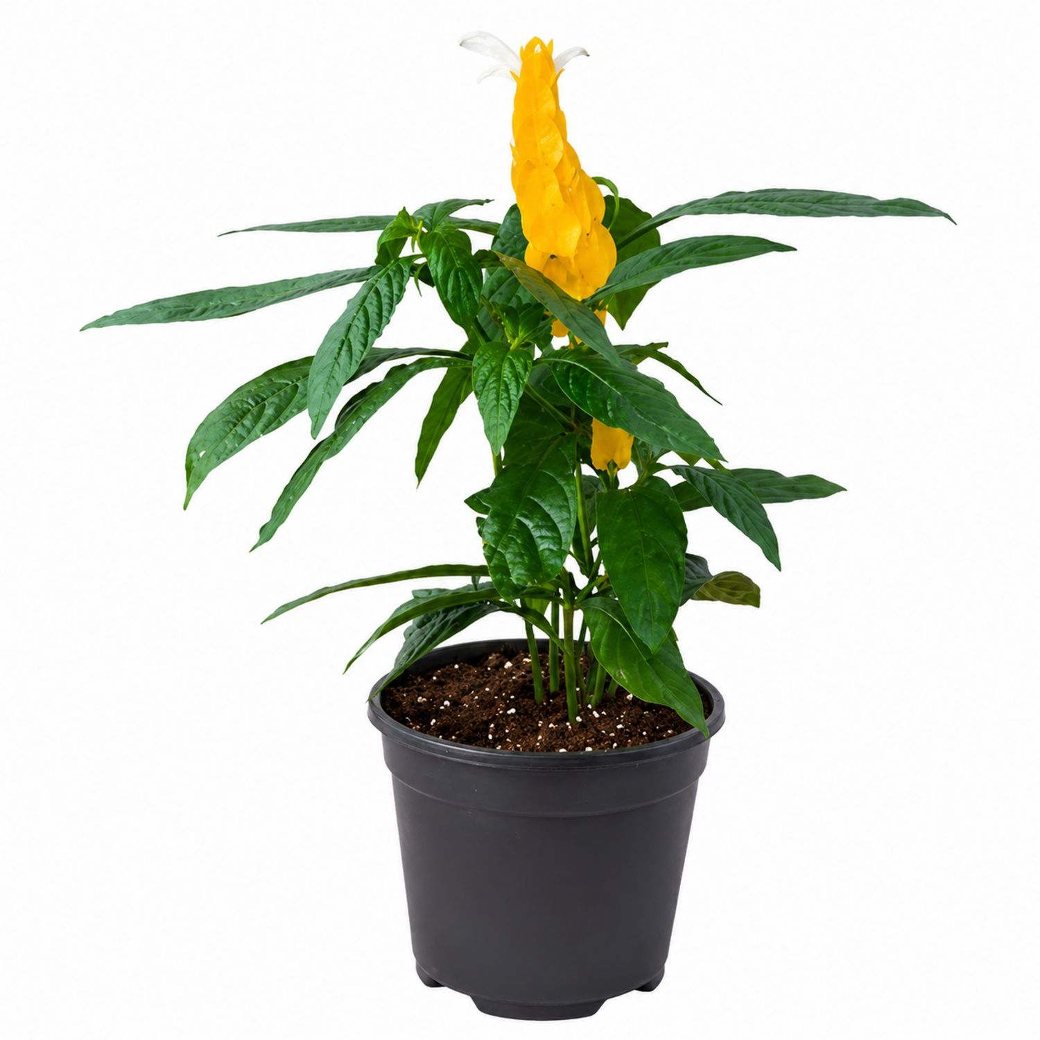 Plante d'intérieur Pachystachys Lutea 45cm