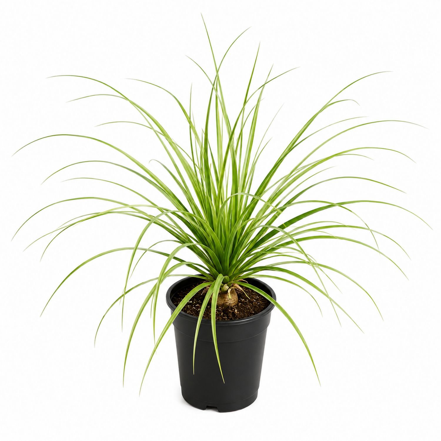 Beaucarnea Recurvata en Pot Noir