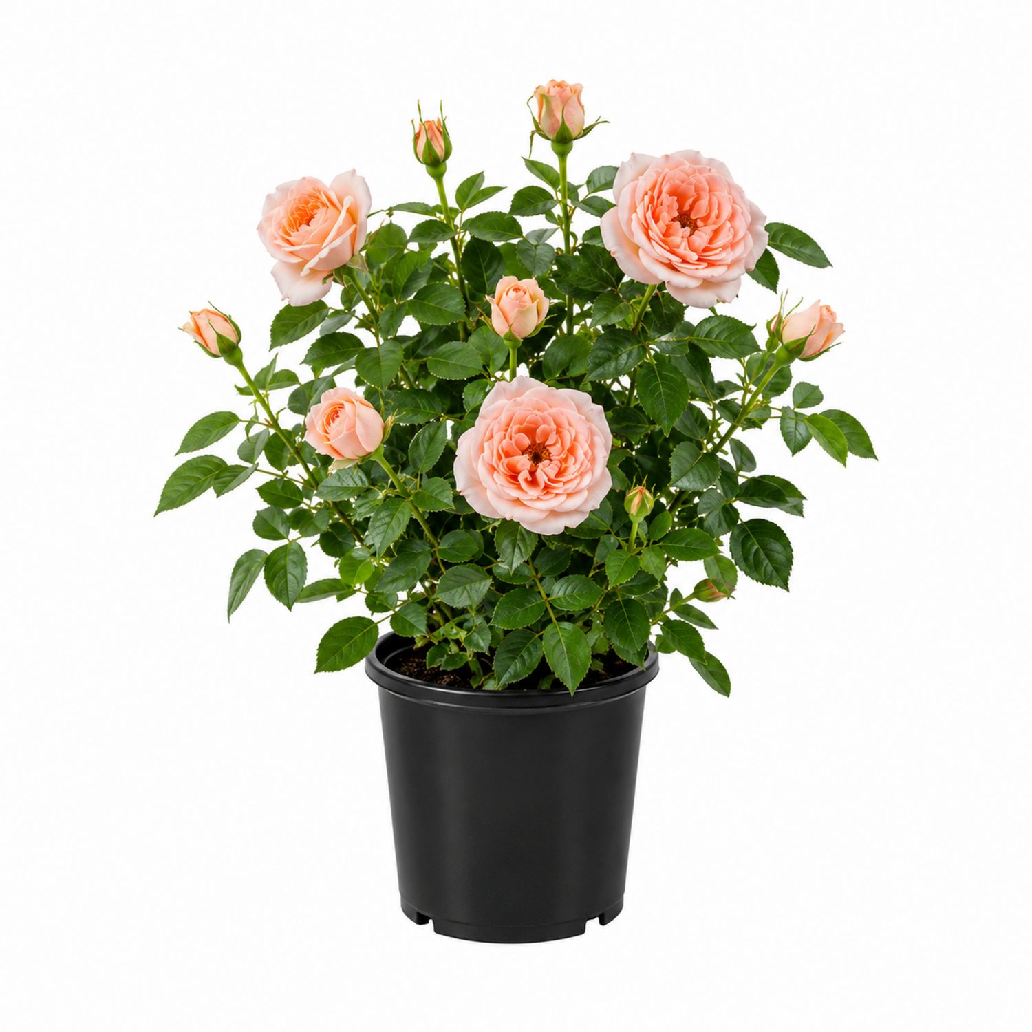 Rosier en pot avec fleurs rose pêche