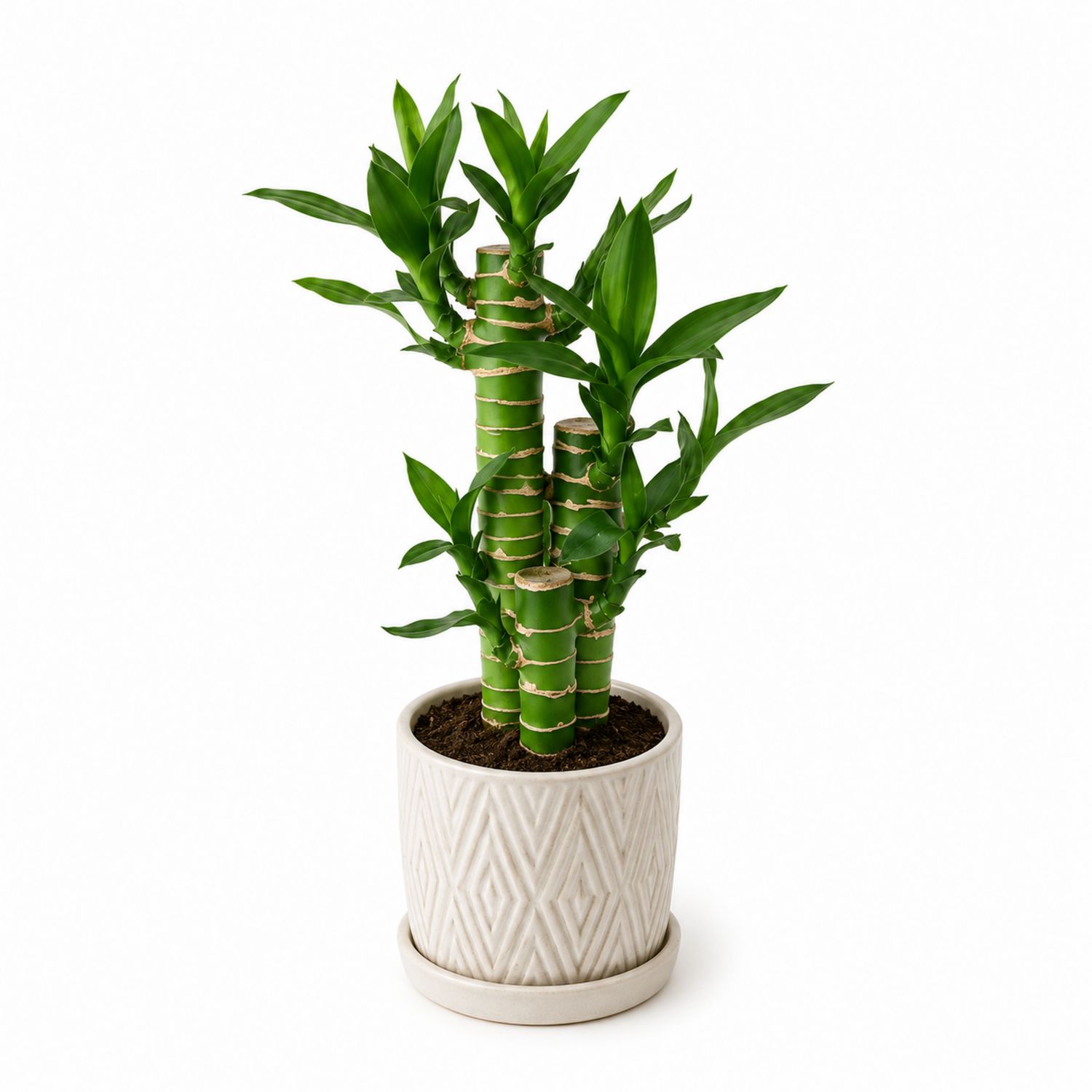 Plante Bambou Porte-bonheur en Pot Céramique 25 cm
