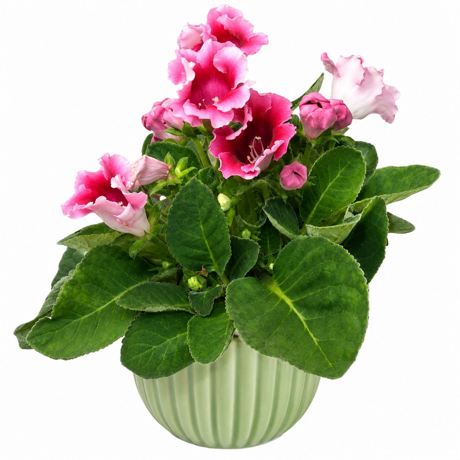 Gloxinia en Pot avec Fleurs Rose et Feuilles Vertes