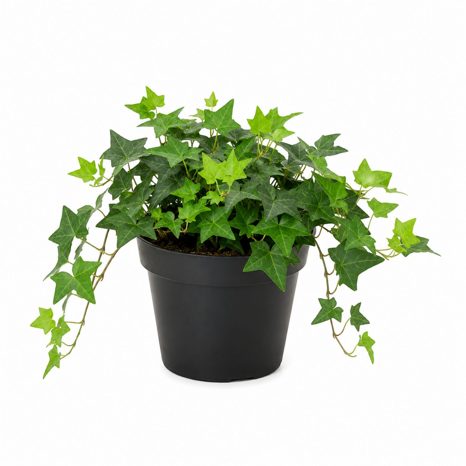 Lierre grimpant en pot noir