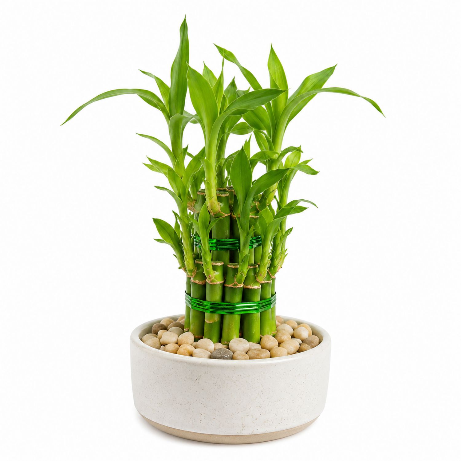 Bambou Porte-bonheur Vert avec Pot en Pierre