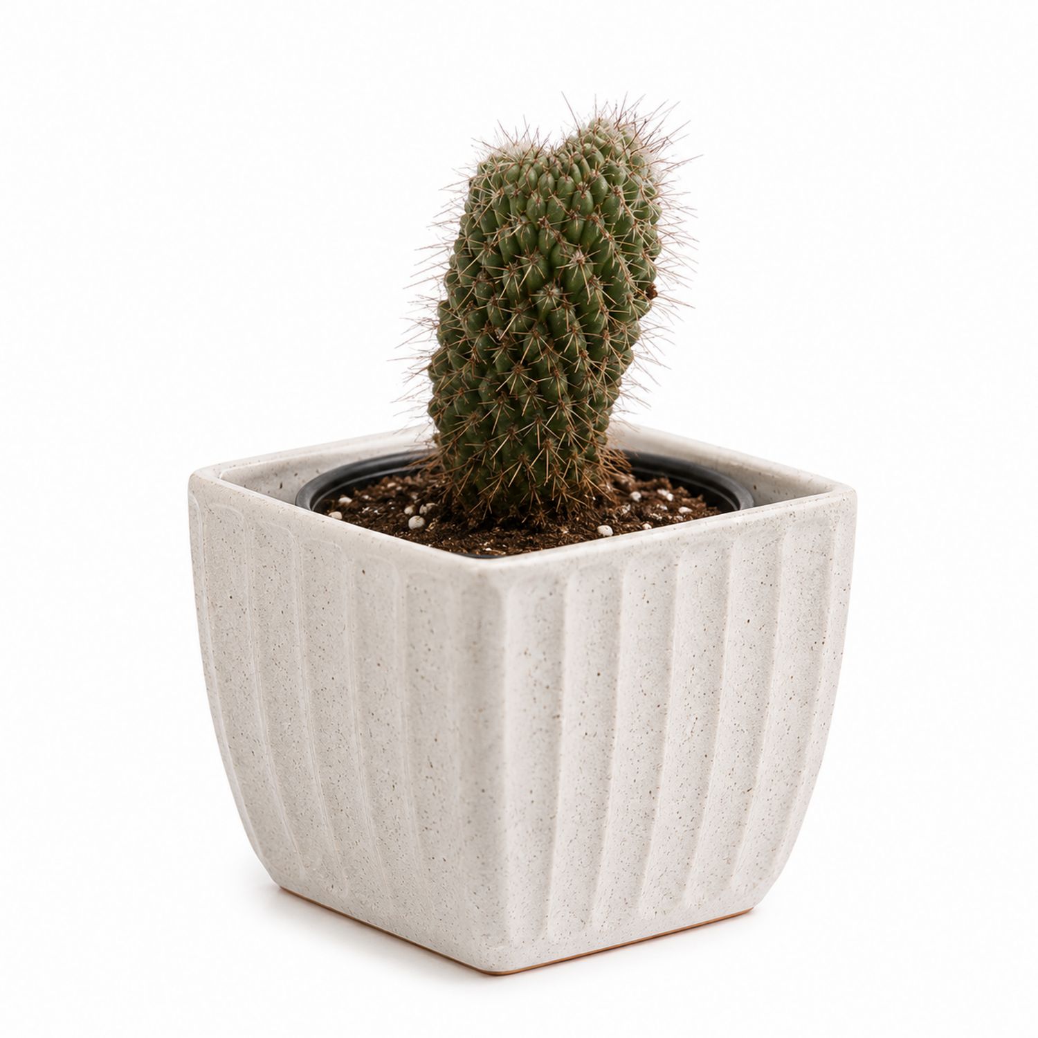 Cactus en Pot Beige et Vert 12x20 cm