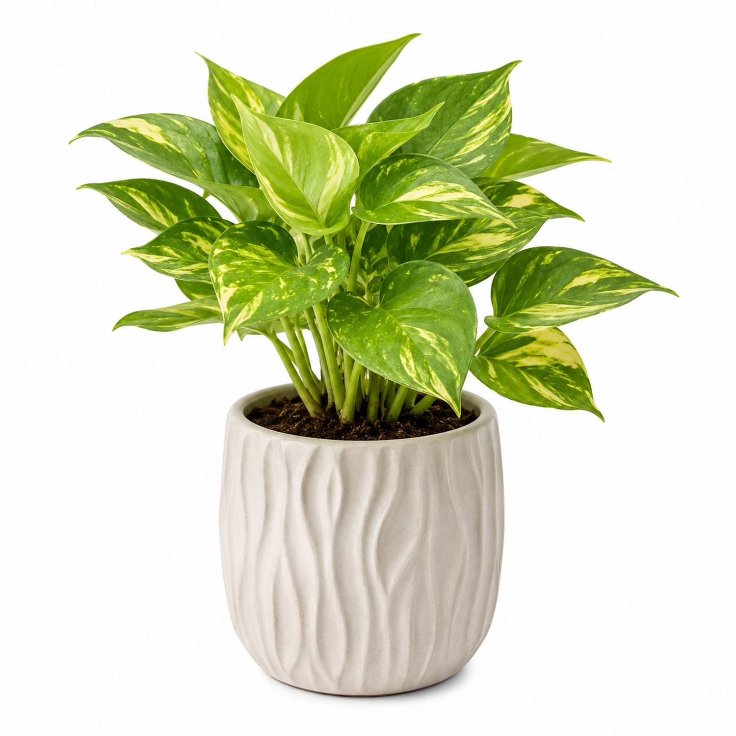 Plante d'intérieur Pothos Vert et Jaune avec Cache-pot en Céramique Décoratif