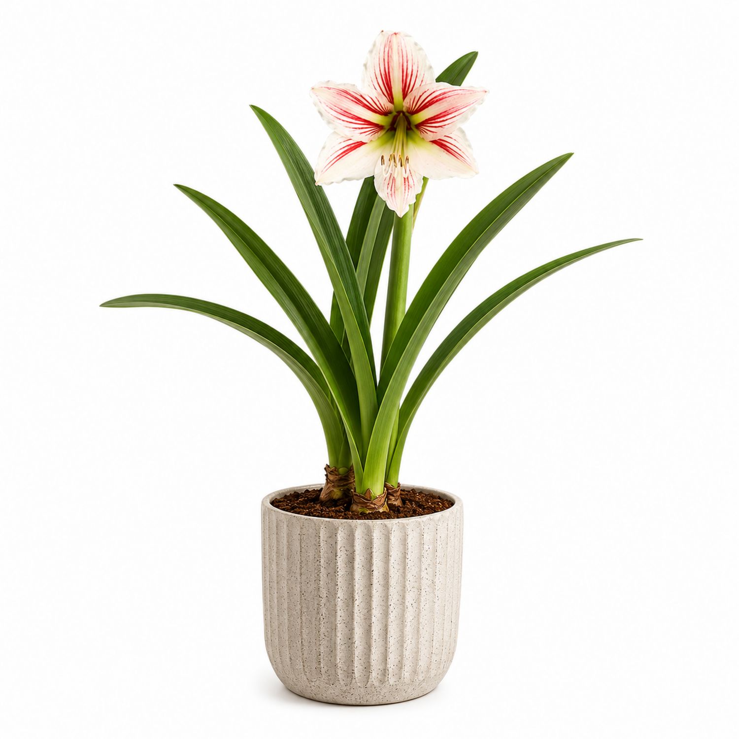 Amaryllis en pot avec pot strié en céramique