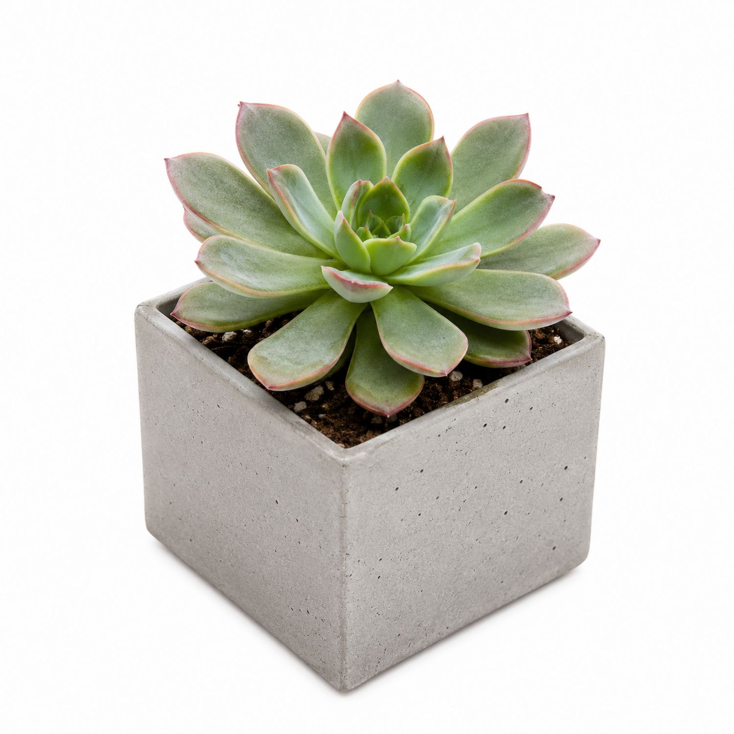 Plante Grasse en Pot Carré en Béton