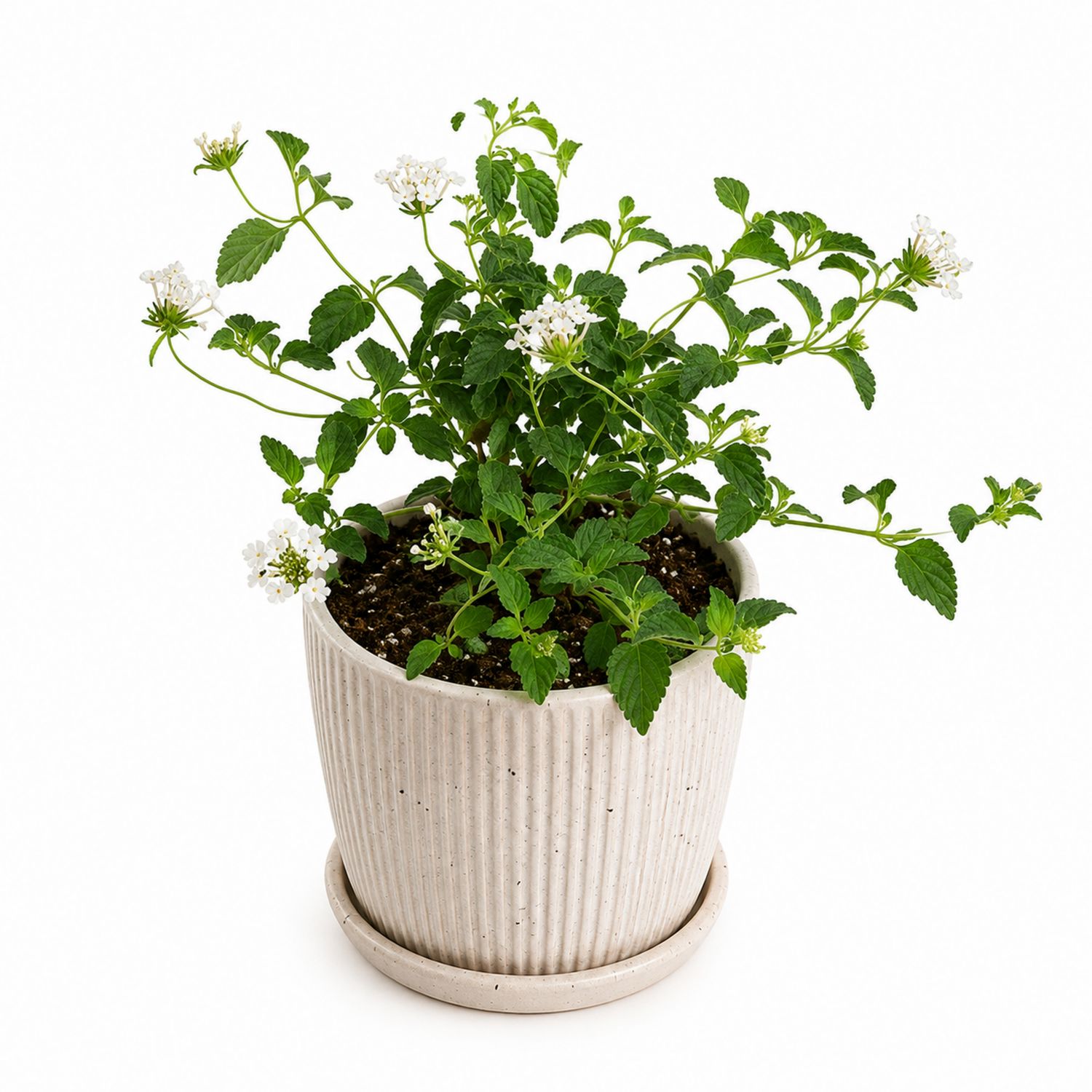 Plante d'intérieur Lantana camara avec fleurs blanches