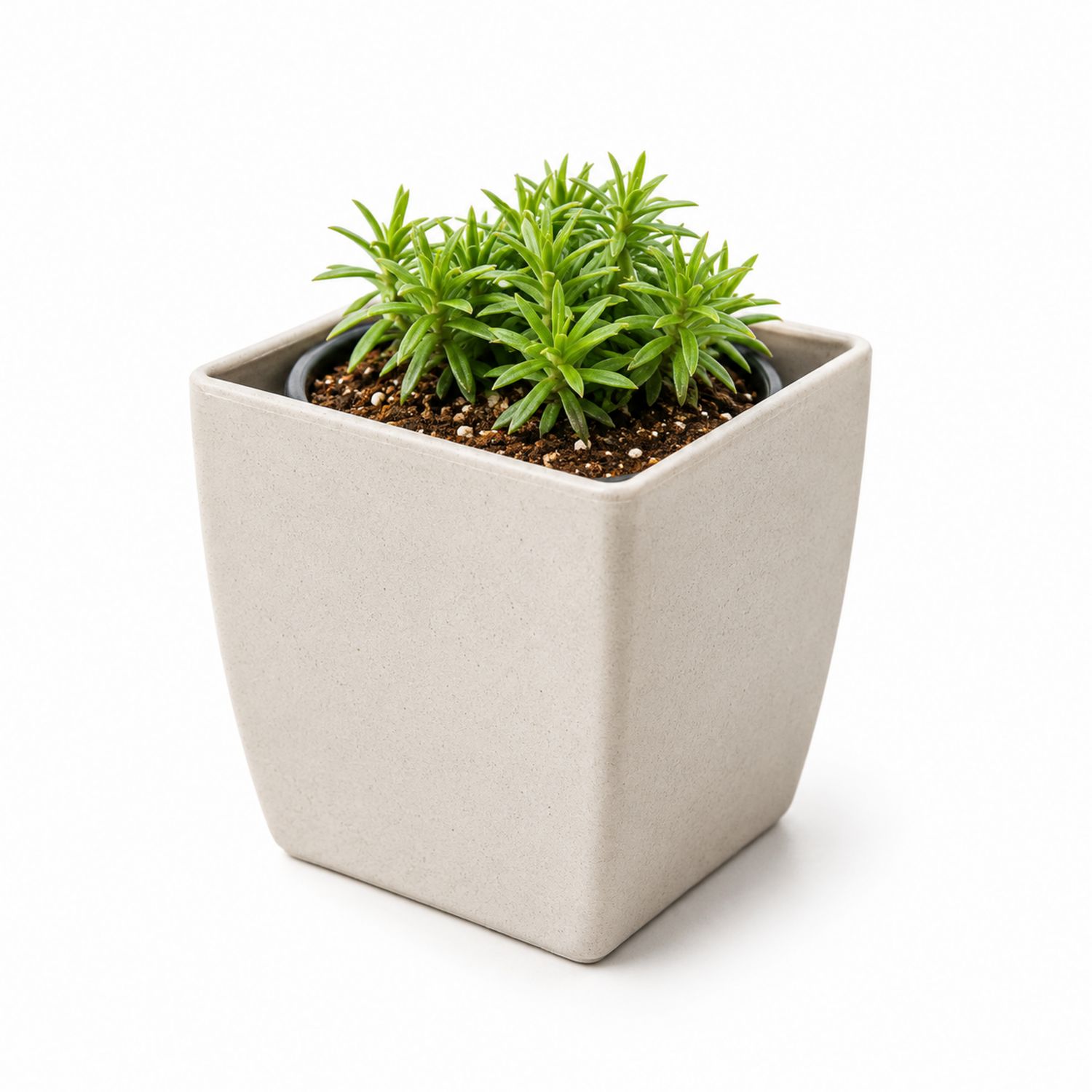 Plante Succulente dans Pot Carré Gris