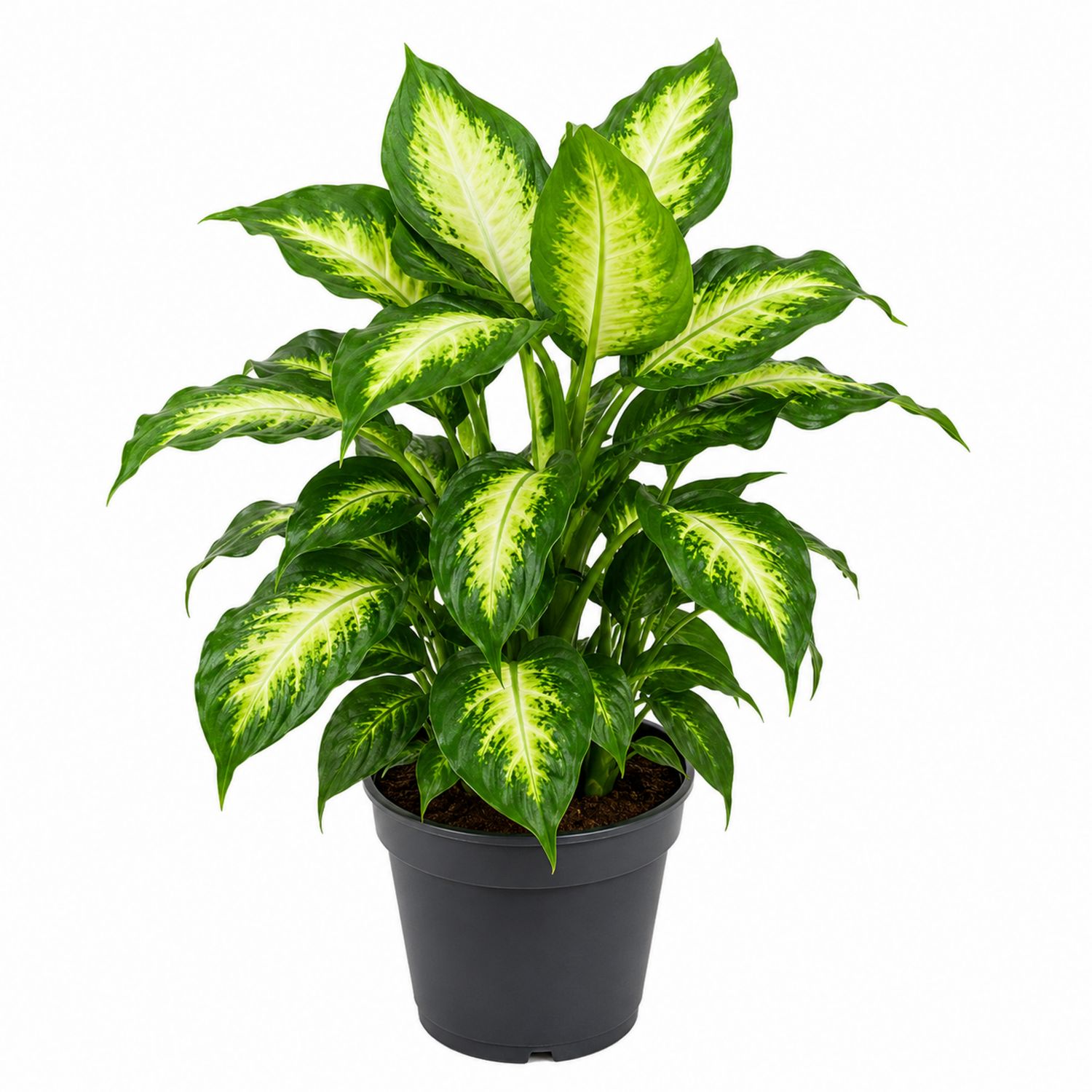 Dieffenbachia verte avec pot en plastique 25x50 cm