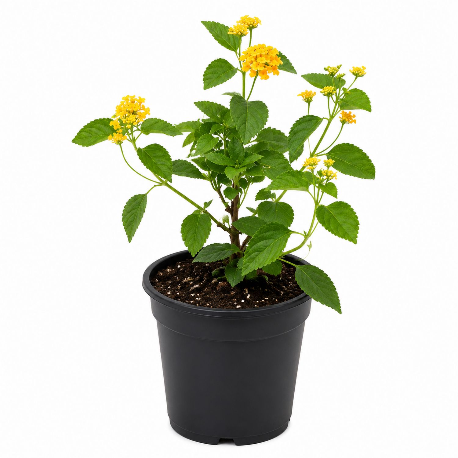 Plante de Lantana avec fleurs jaunes en pot