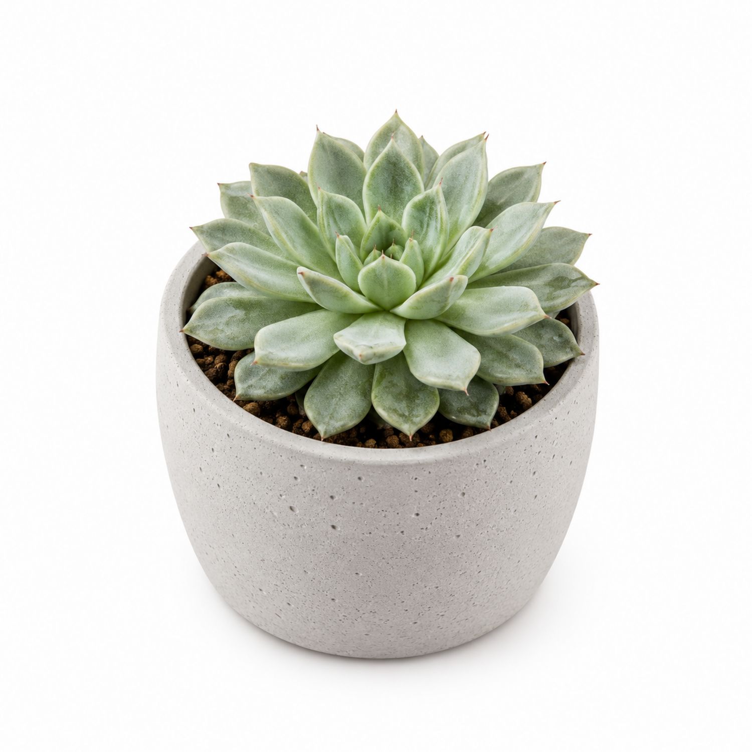 Echeveria succulente en pot gris
