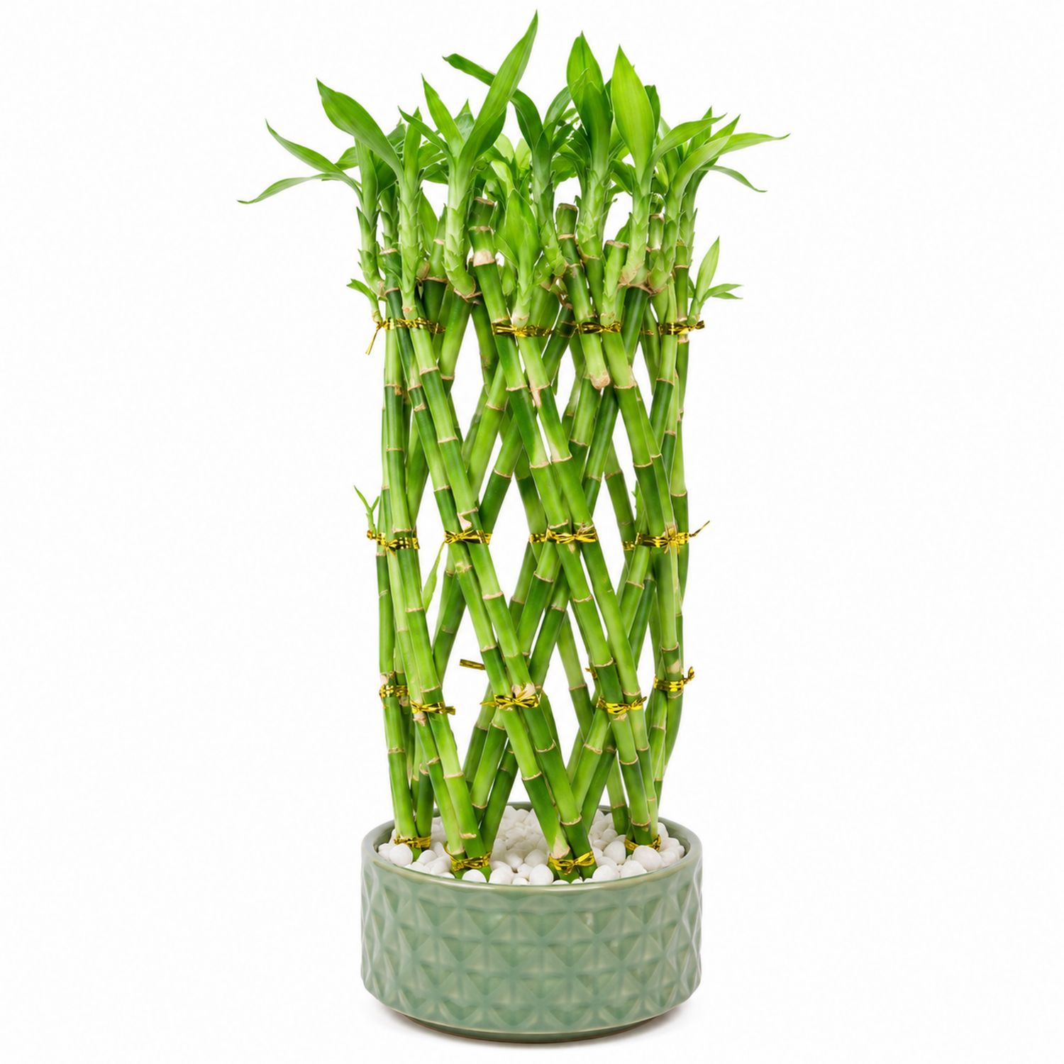 Bambou Porte-Bonheur Tressé en Pot Céramique Vert